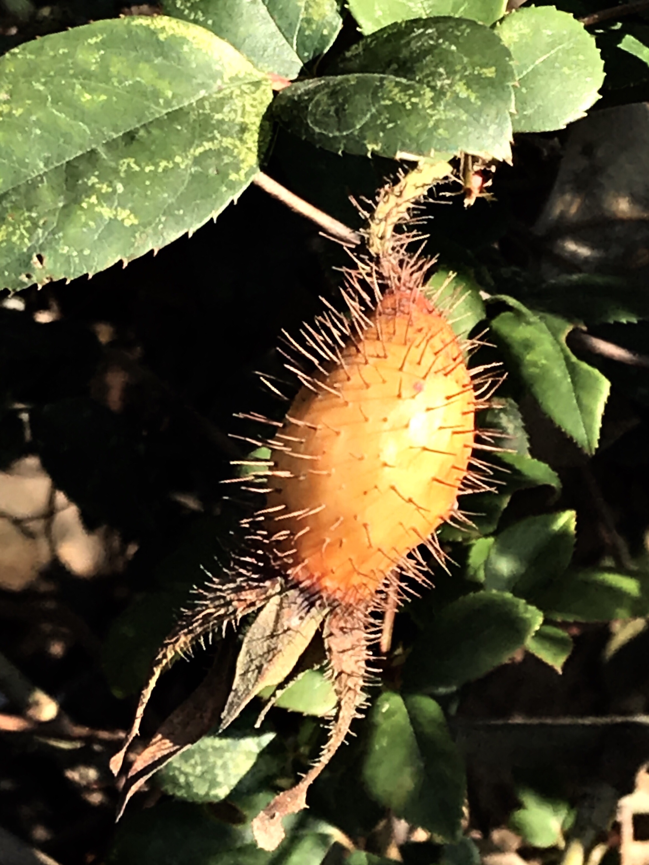 金樱照天晴【首发】