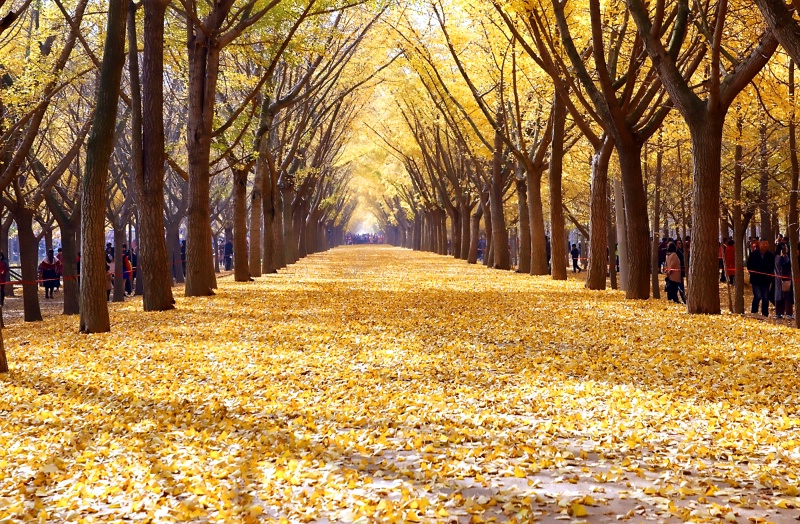 江苏省邳州市铁富镇姚庄村 银杏大道___时光隧道 时间.2018.11.