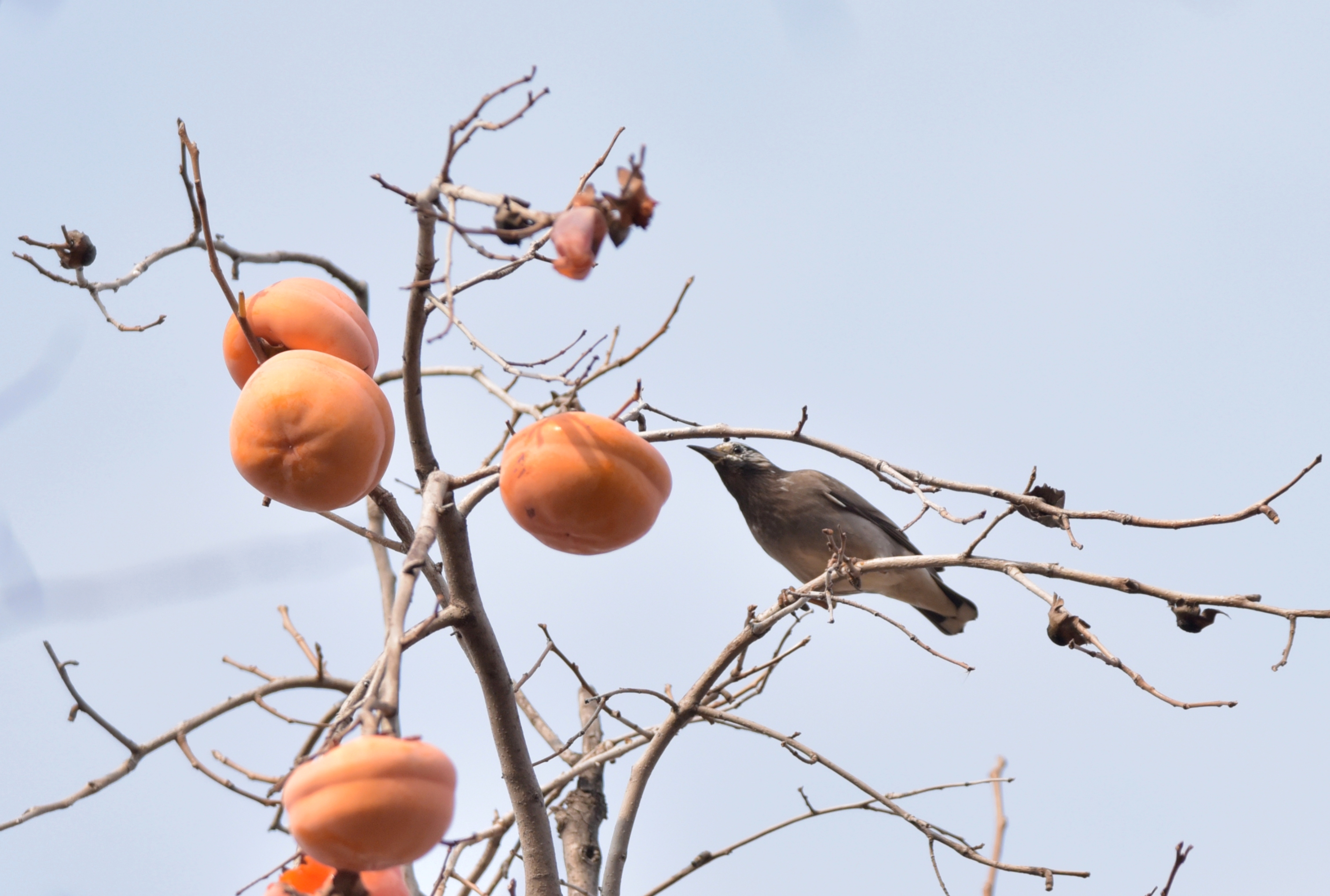 喜鹊登枝柿柿如意首发