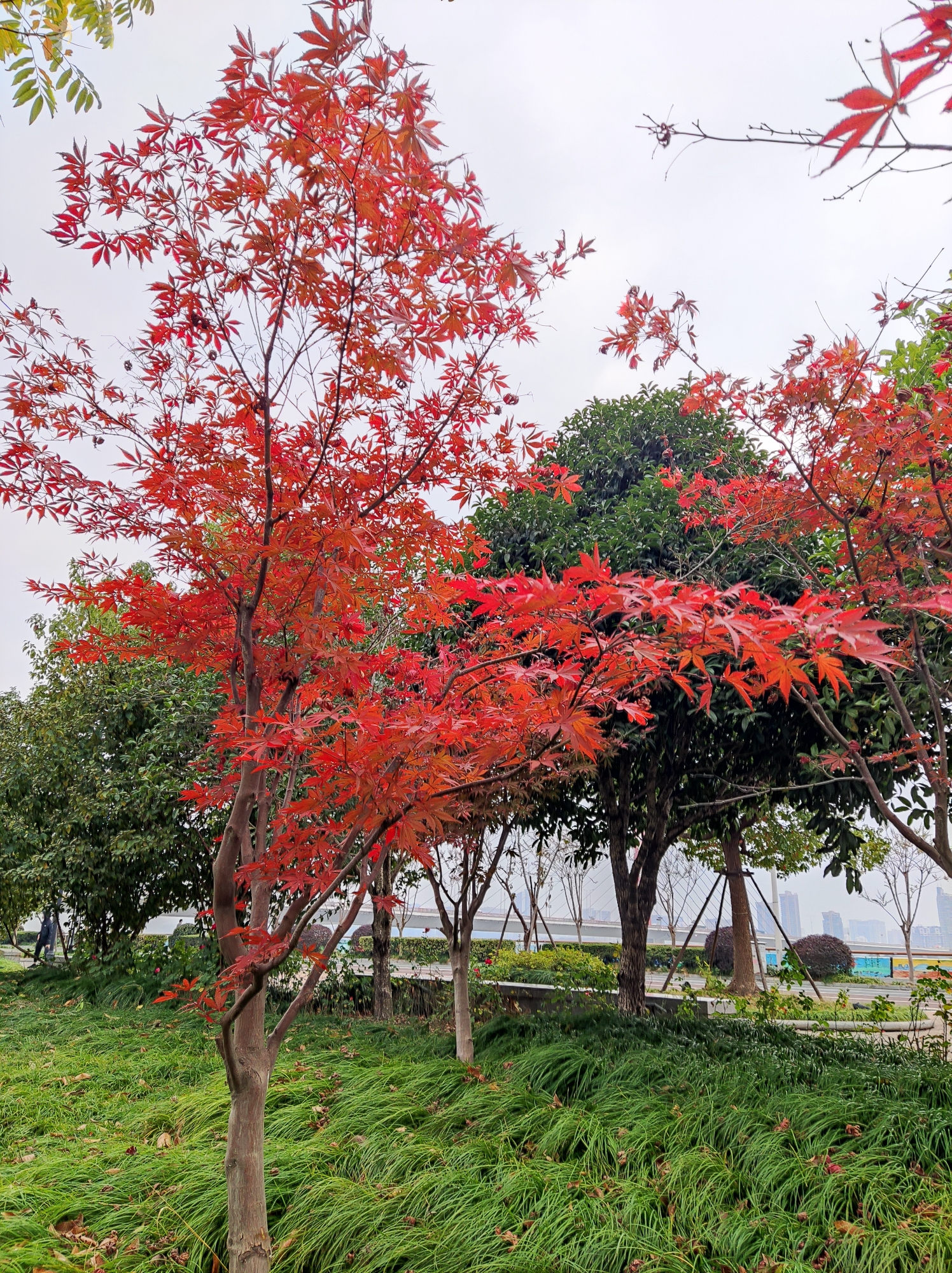 七绝.初冬印象北风凛冽切肤寒,银杏飞黄枫欲燃.
