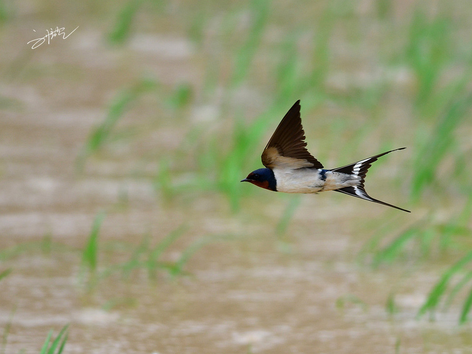经典诵读:【作别新年】作者:绿意紫晴