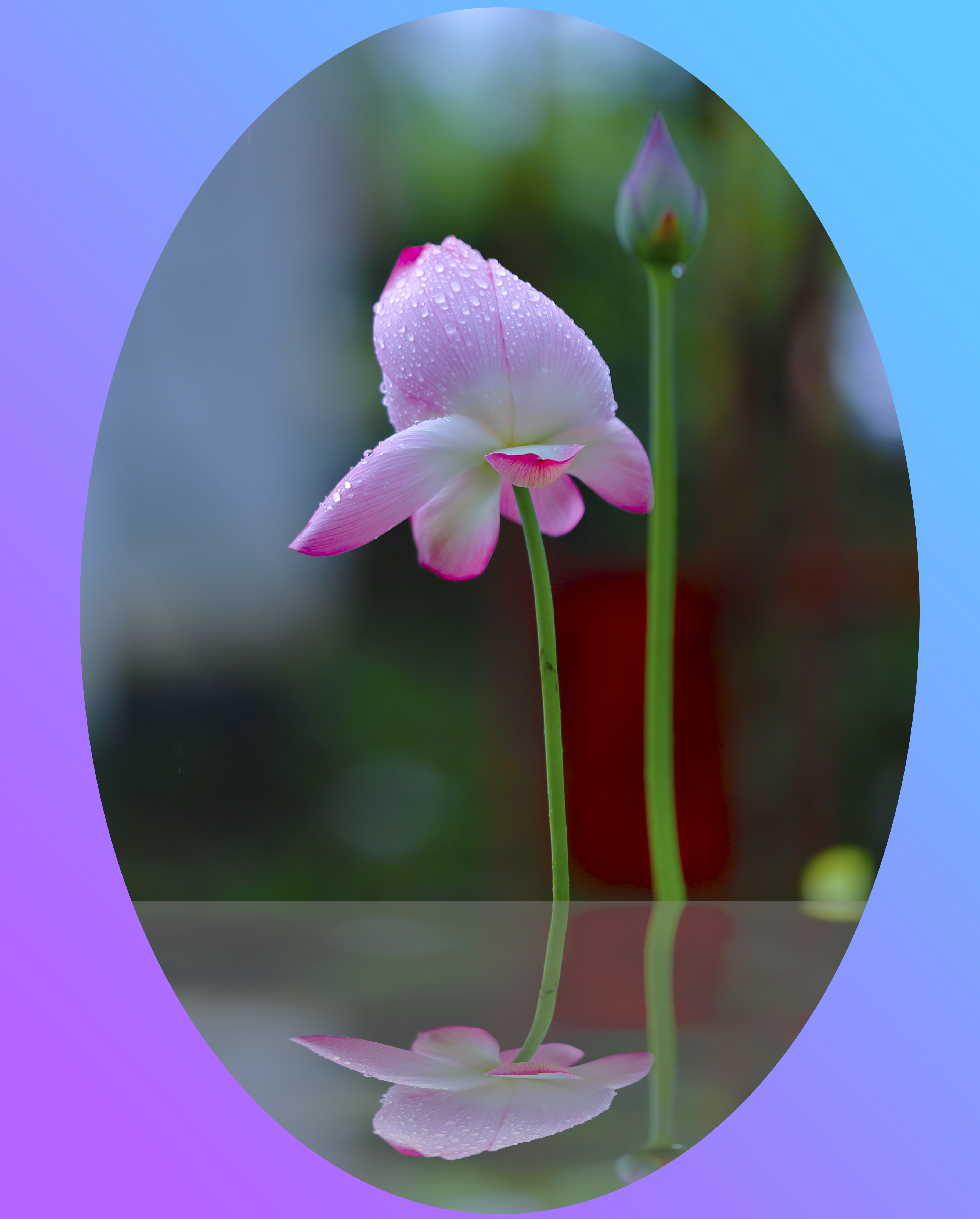 【首发】荷花对称之美