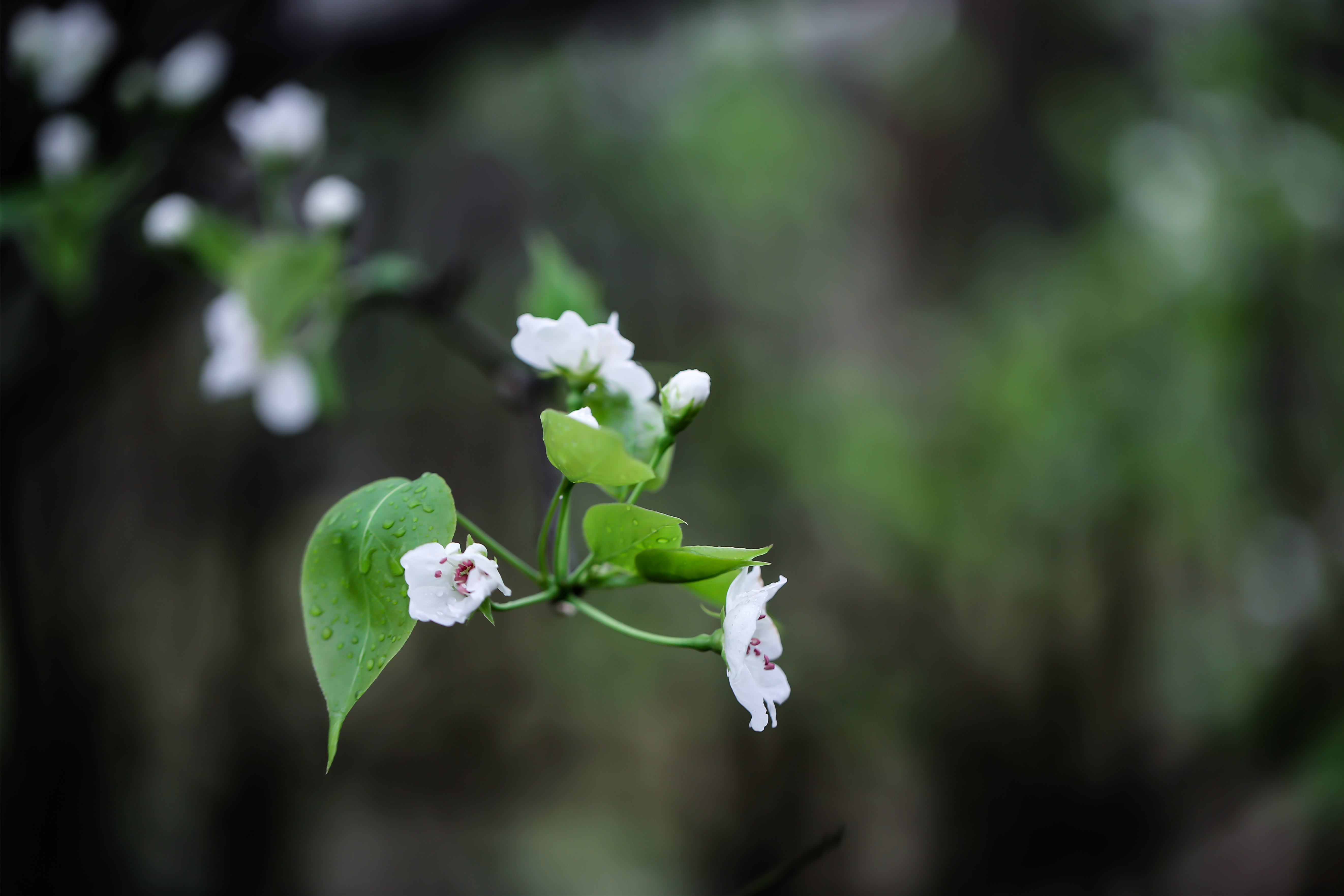 梨花一枝春带雨