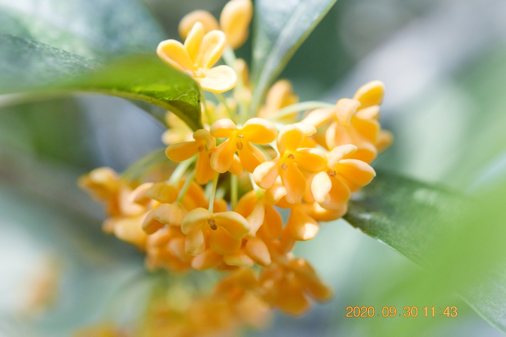 桂花成实向秋荣首发