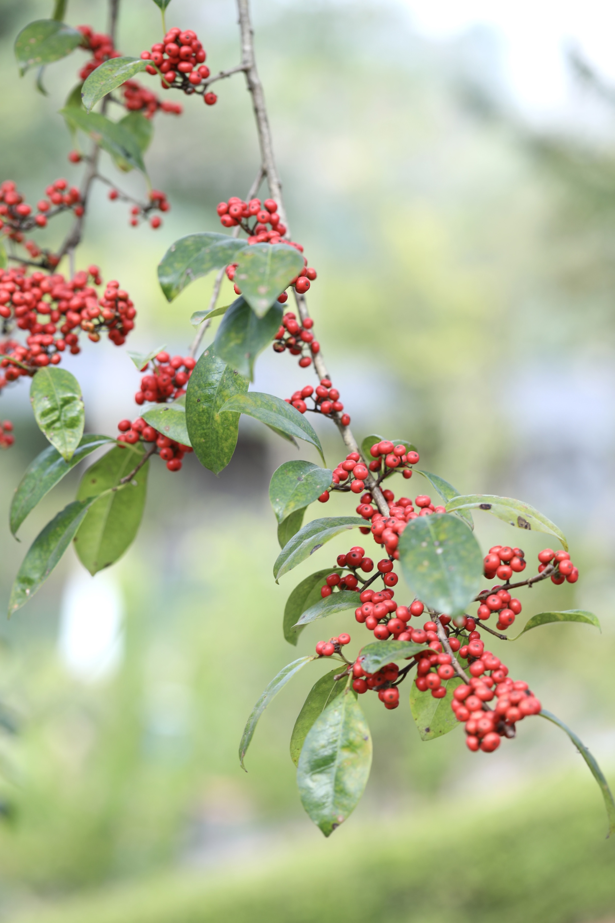 首发铁冬青果实满枝头