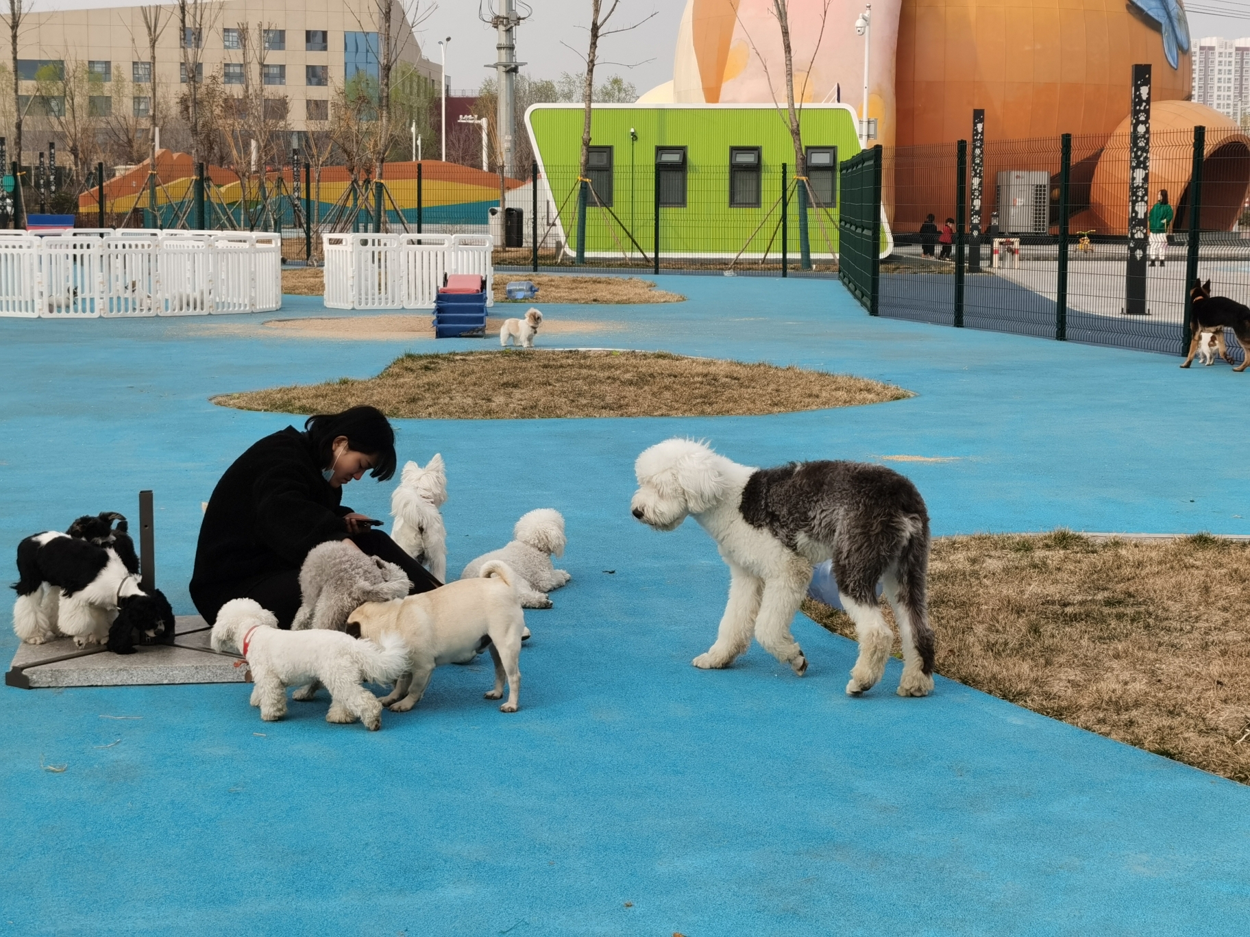 今天下午,萌宠小镇的狗狗训练场变成了狗狗乐园