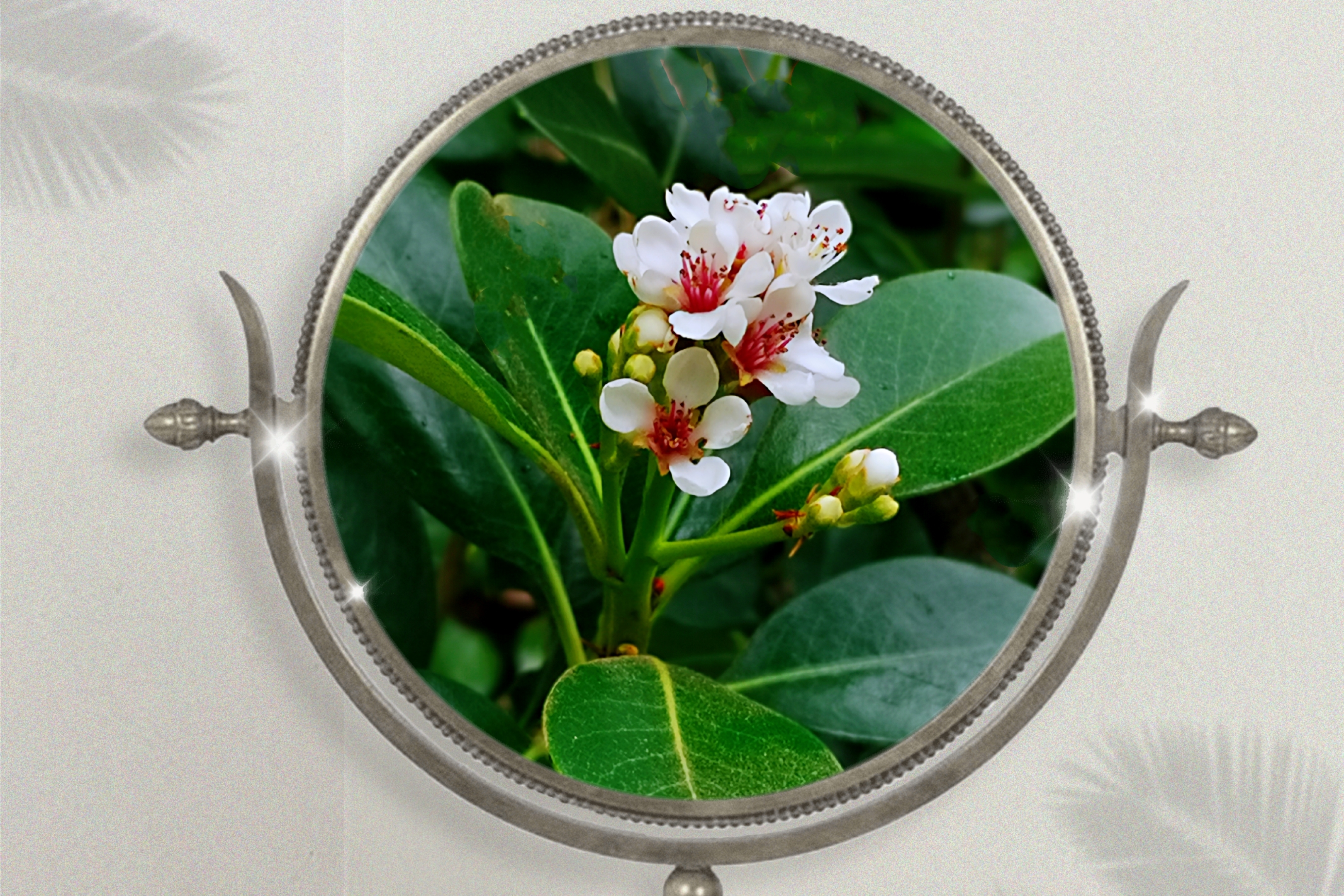 【原创首发】厚叶石斑木