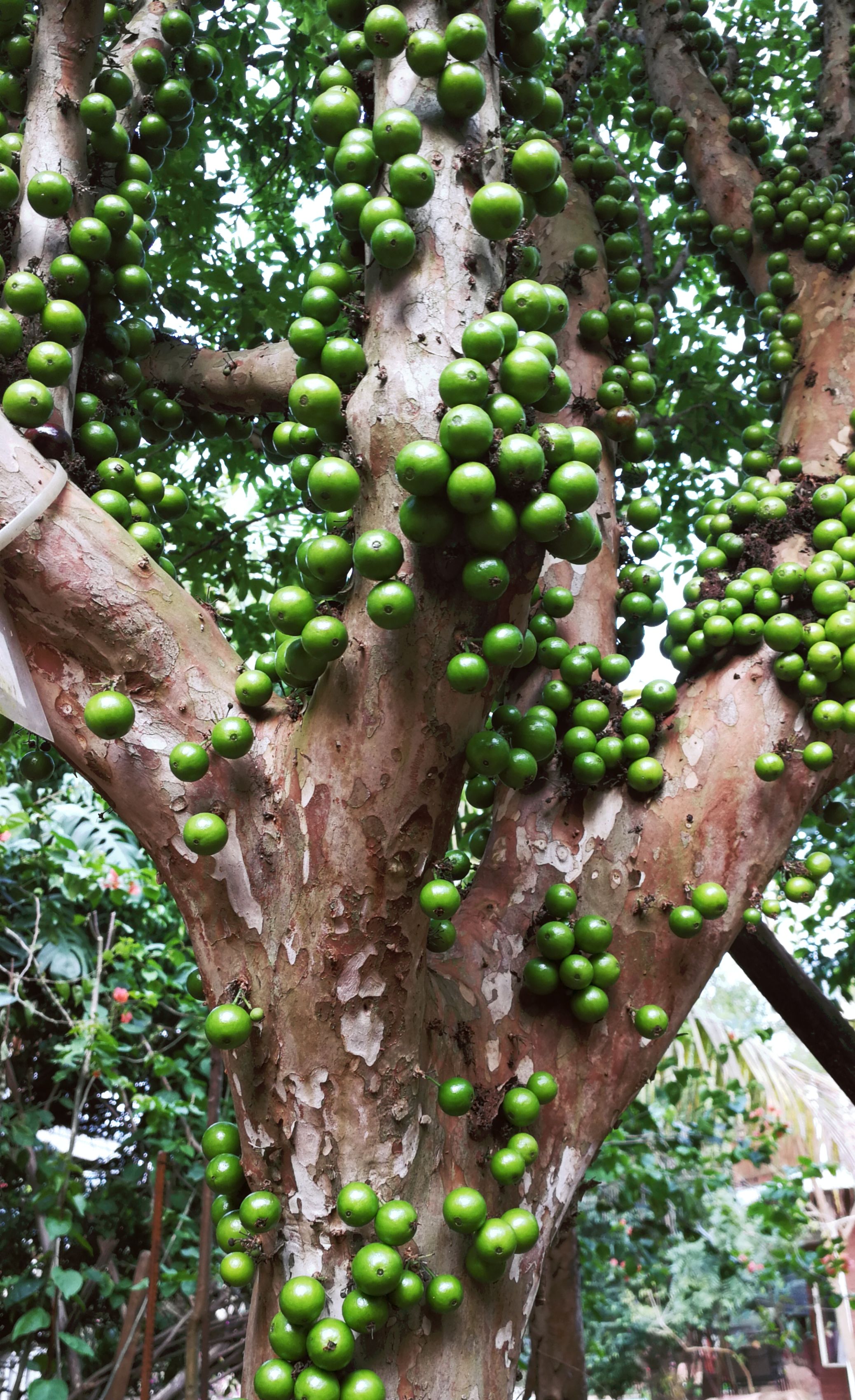 奇特水果树葡萄