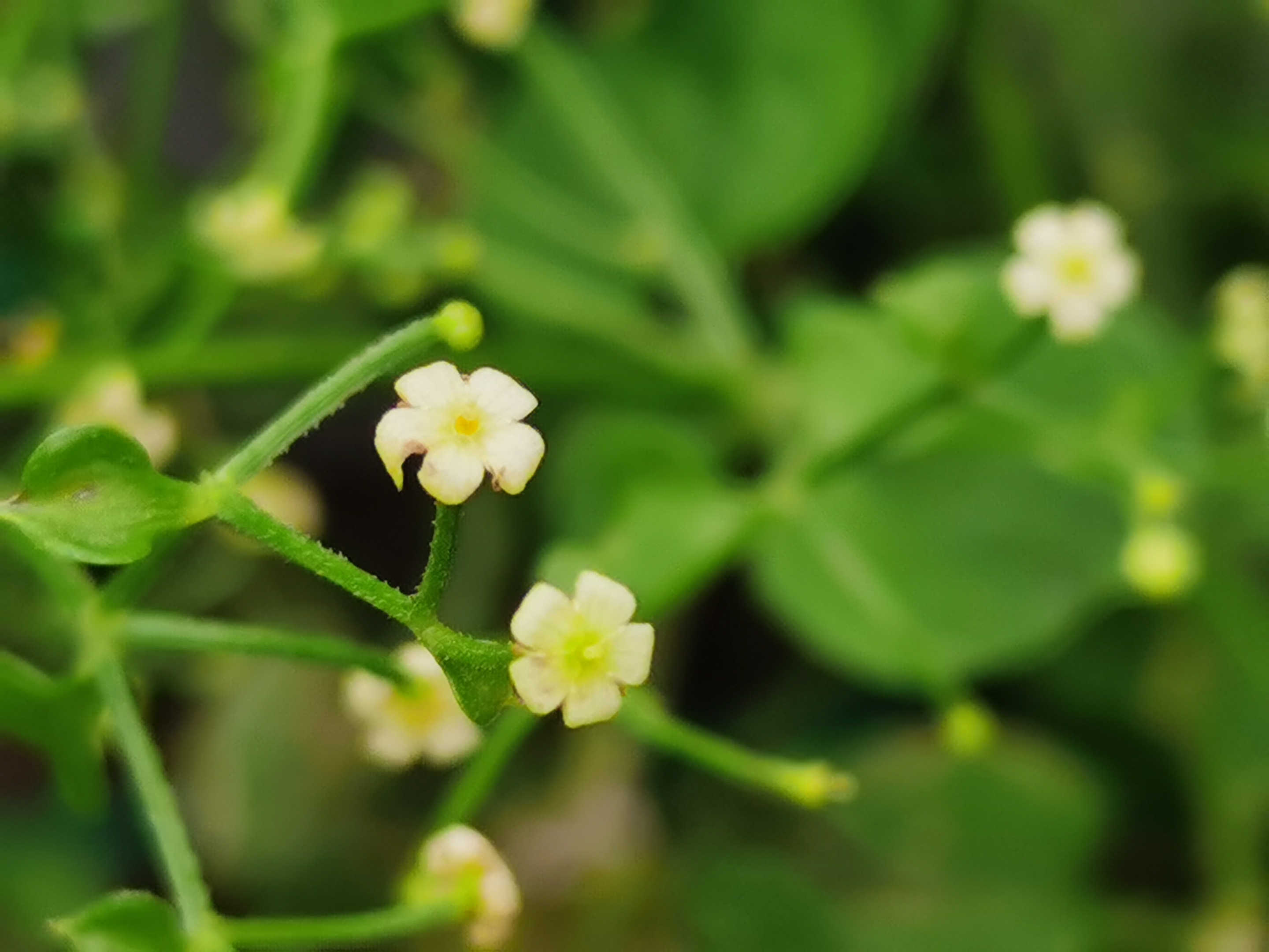原创首发初遇茜草宁静向暖
