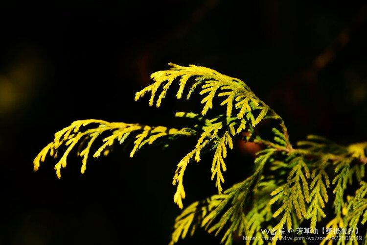 芳草地【美摄视界】:(首发)金线柏 - vv