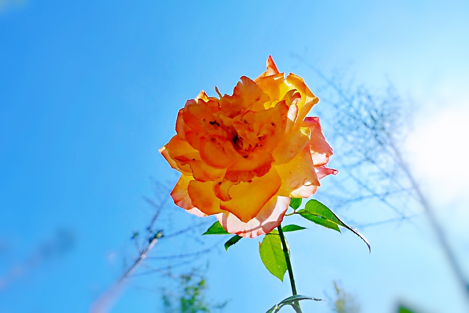 阳光下的月季花首发