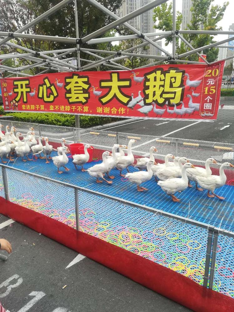开心套大鹅