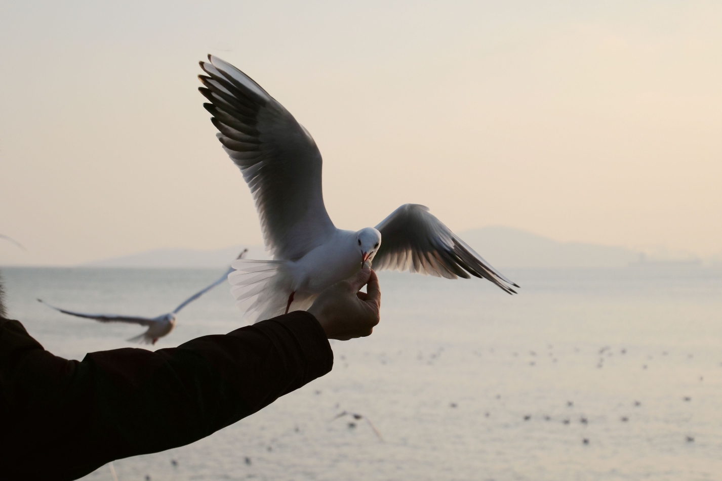 《我的拍摄海鸥展翅真风流》2019最后的飞翔2020融入大海开始新的翱翔