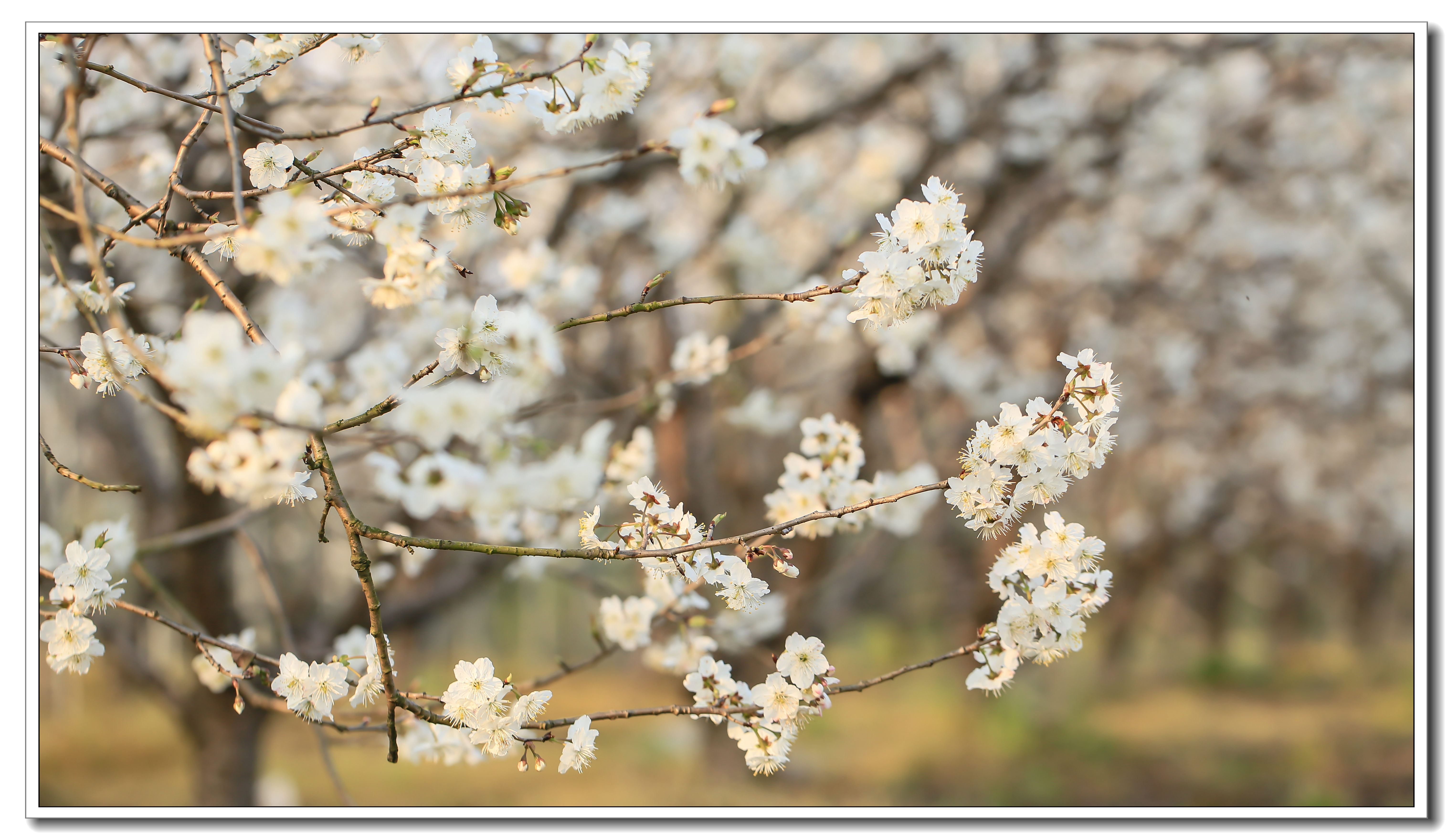 看淡世事沧桑,内心安然无恙
