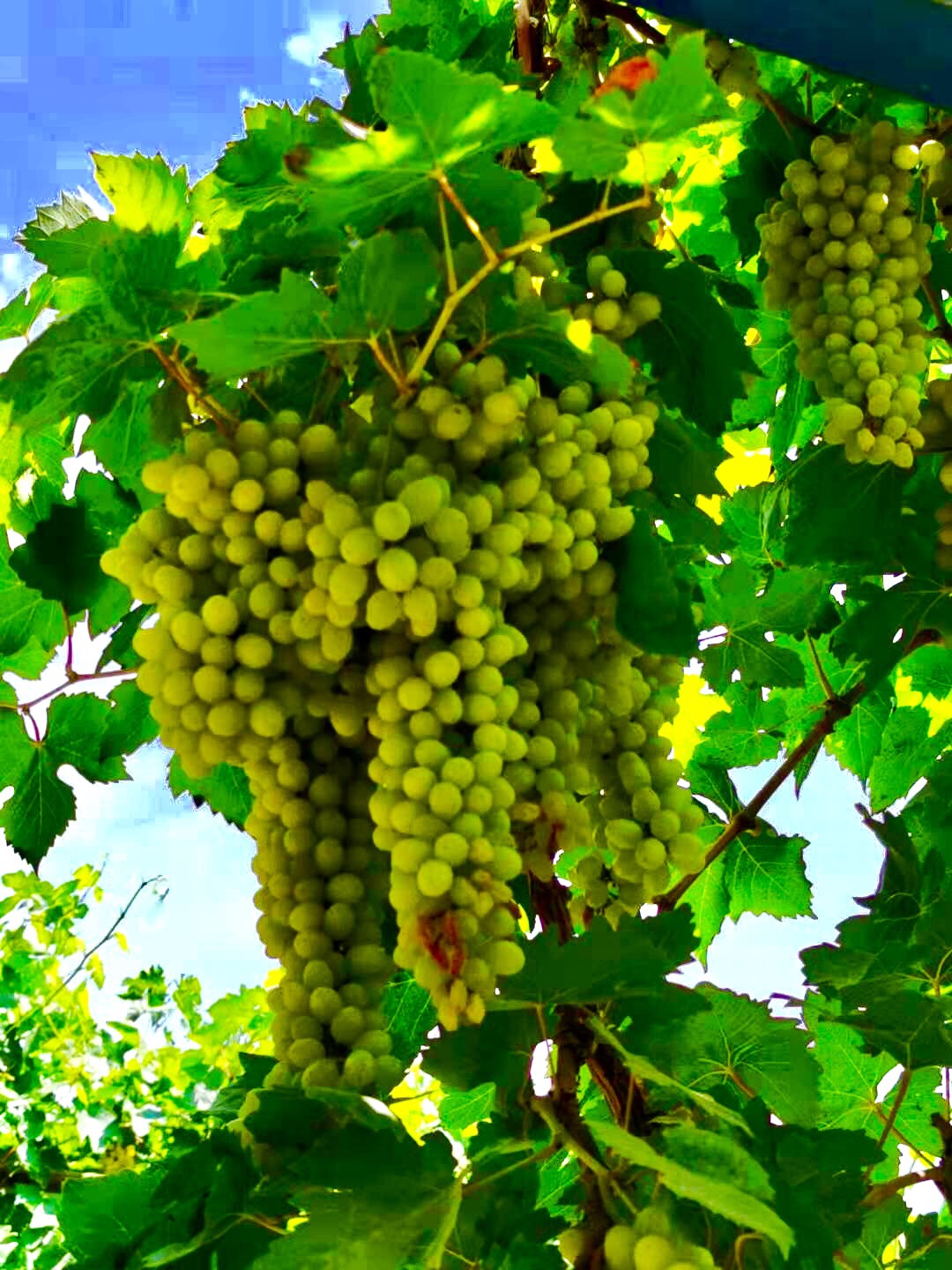 新疆吐鲁番美丽的葡萄沟.2019年手机随拍一一之28.