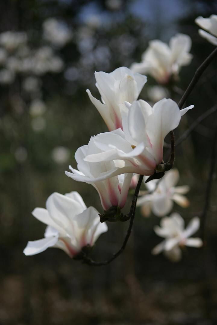 明·睦石《玉兰》    霓裳片片晚妆新,束素亭亭玉殿春.