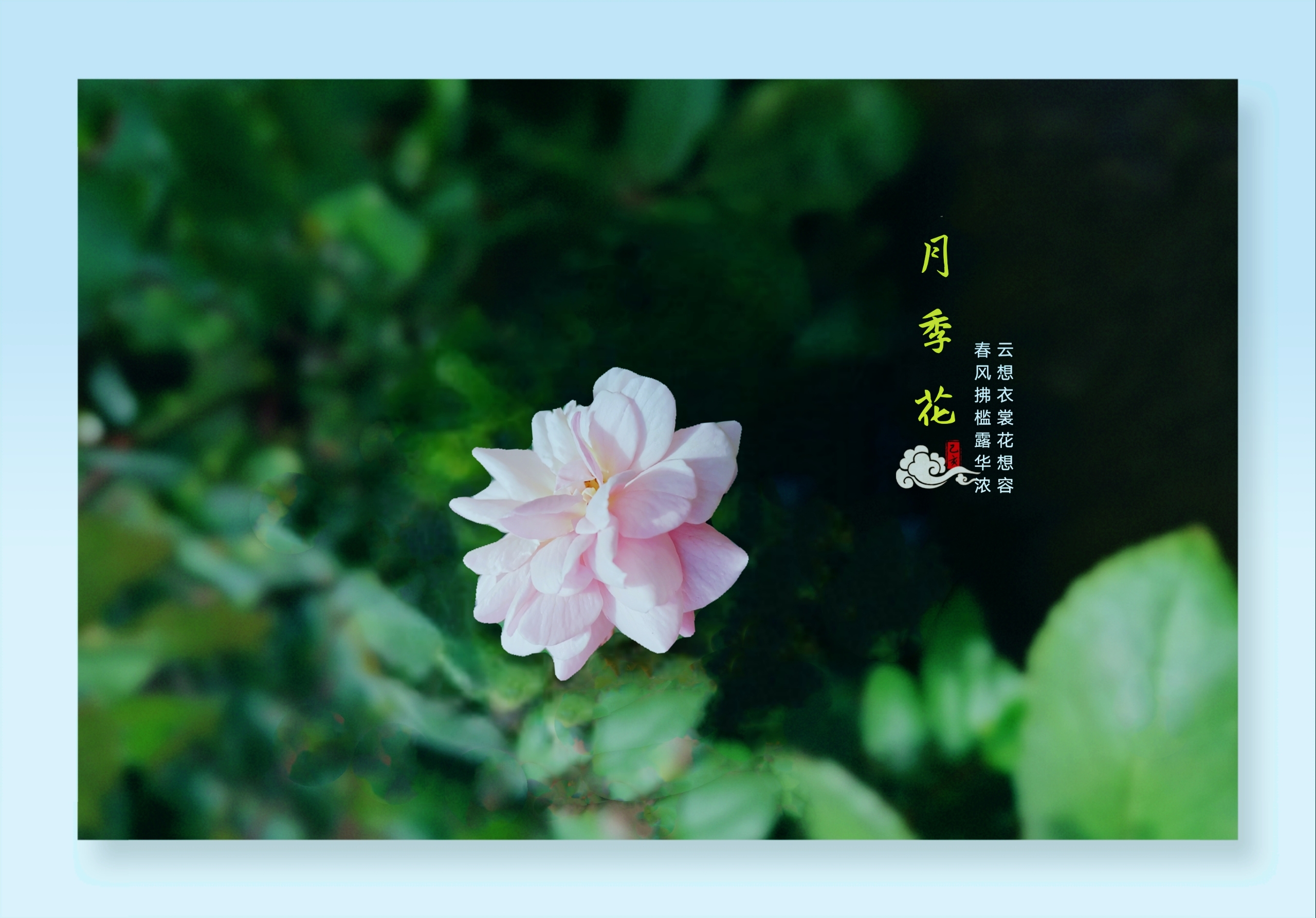 首发花开无语余香阵阵花中皇后月季花