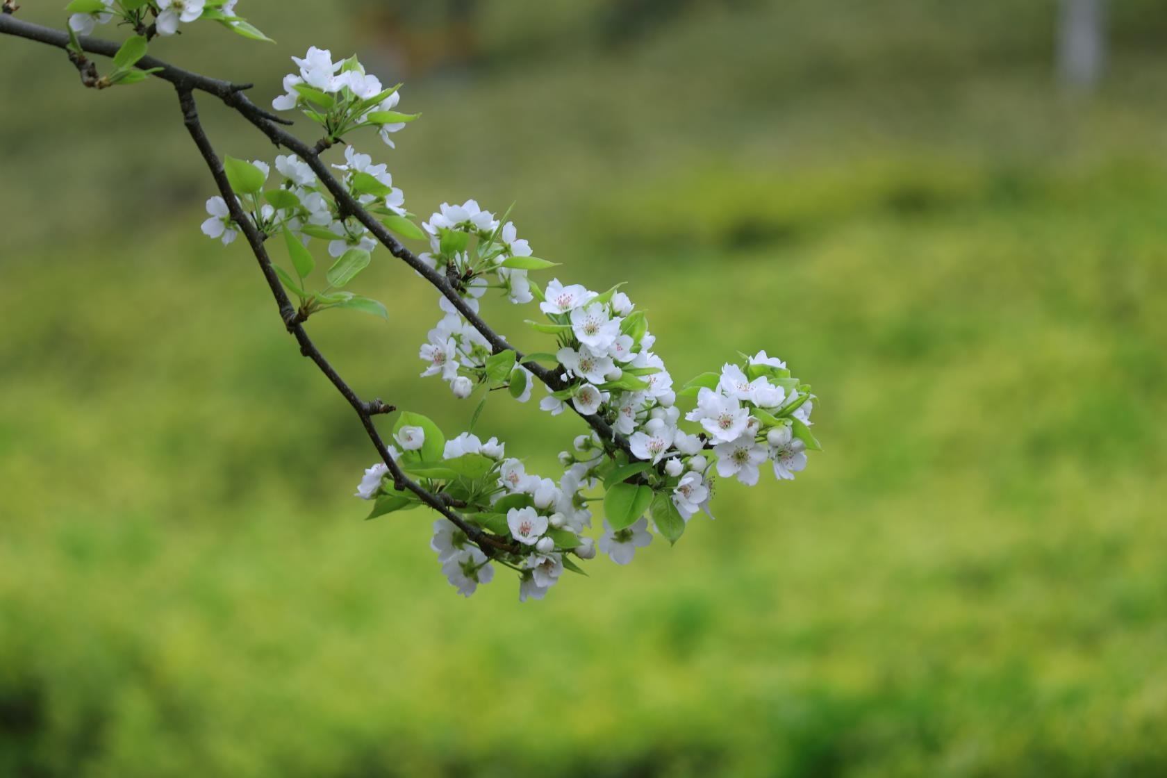 春暖花开甘棠园