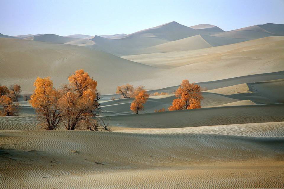 大漠深处的胡杨