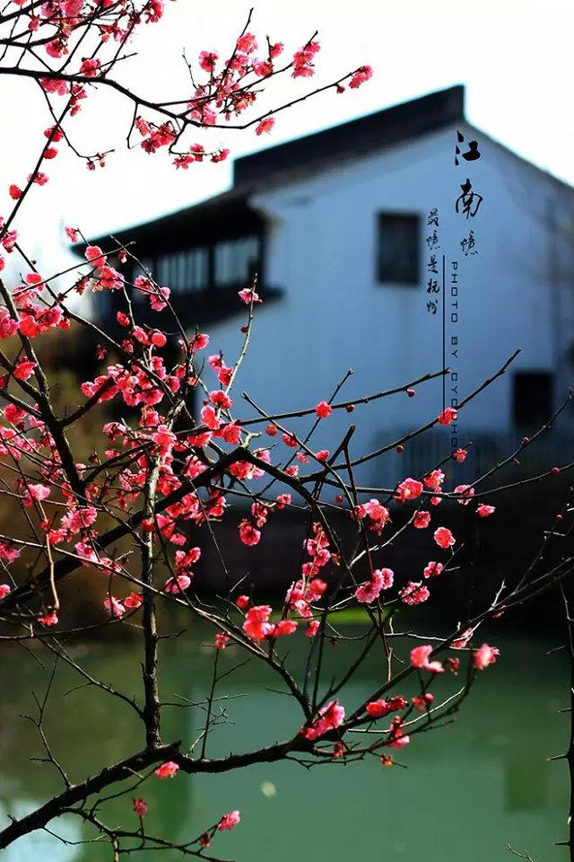 想着--陆游的 小楼一夜听春雨. 今朝杏花已娇 可