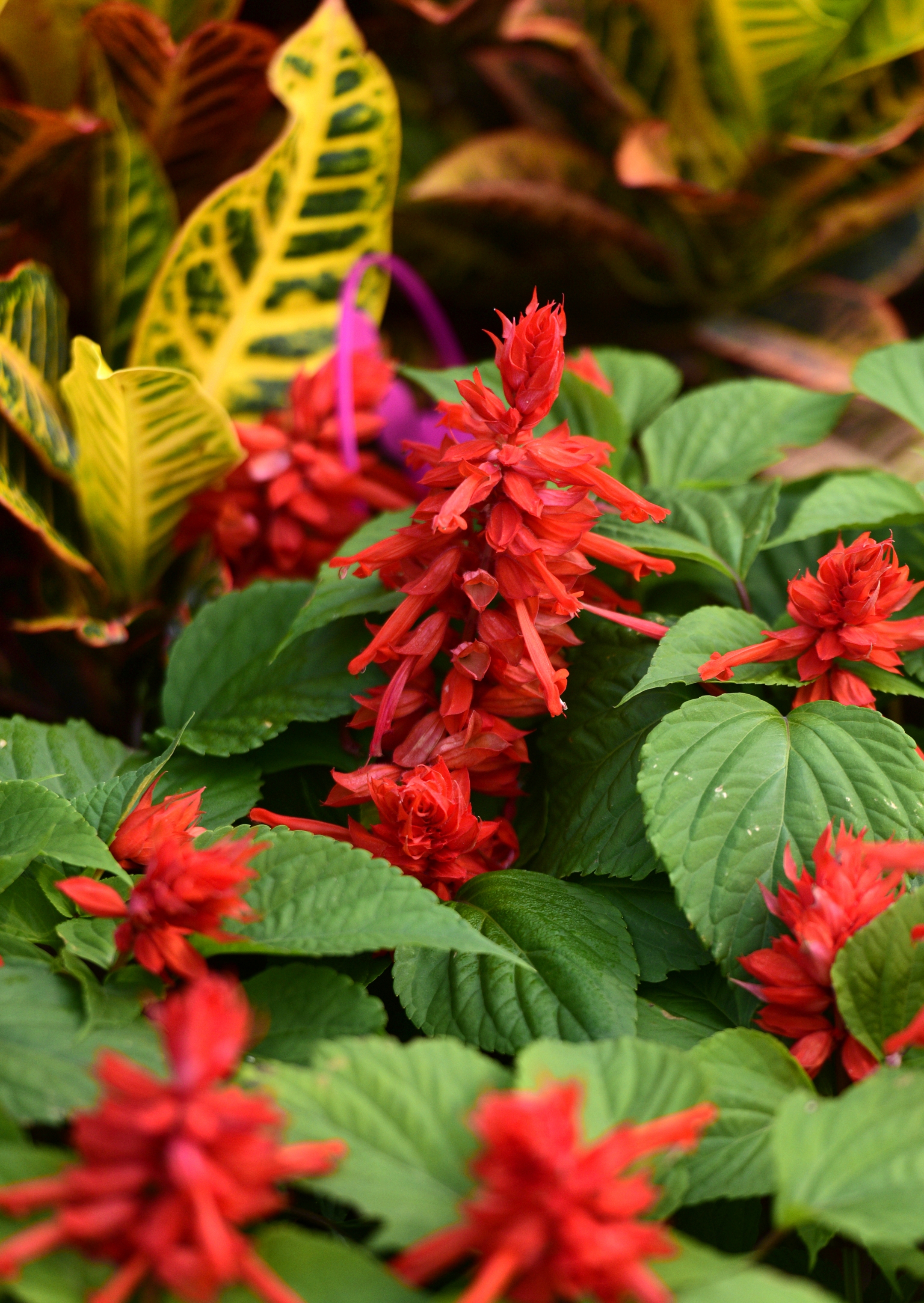 一串红串串红首发