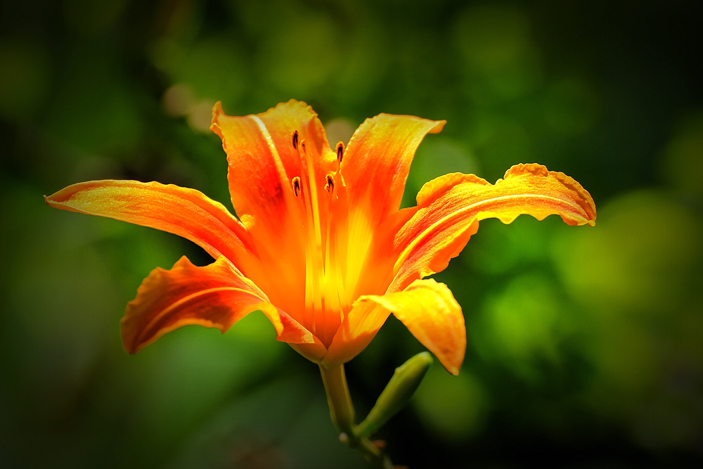 在中国古老广袤的大地上绽放了几千年的中国母亲花——萱草花