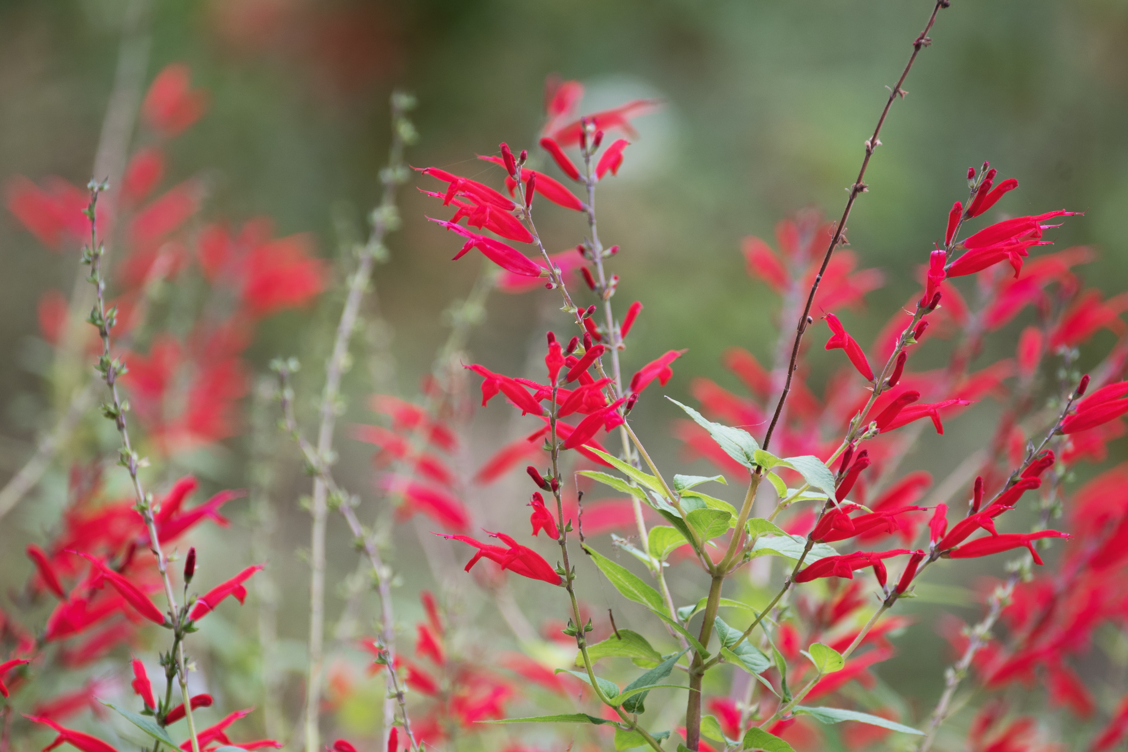 凤梨鼠尾草首发