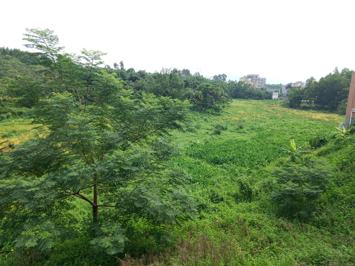 2018-9-11 南粤沉香博物馆 沙琅琅西新业村