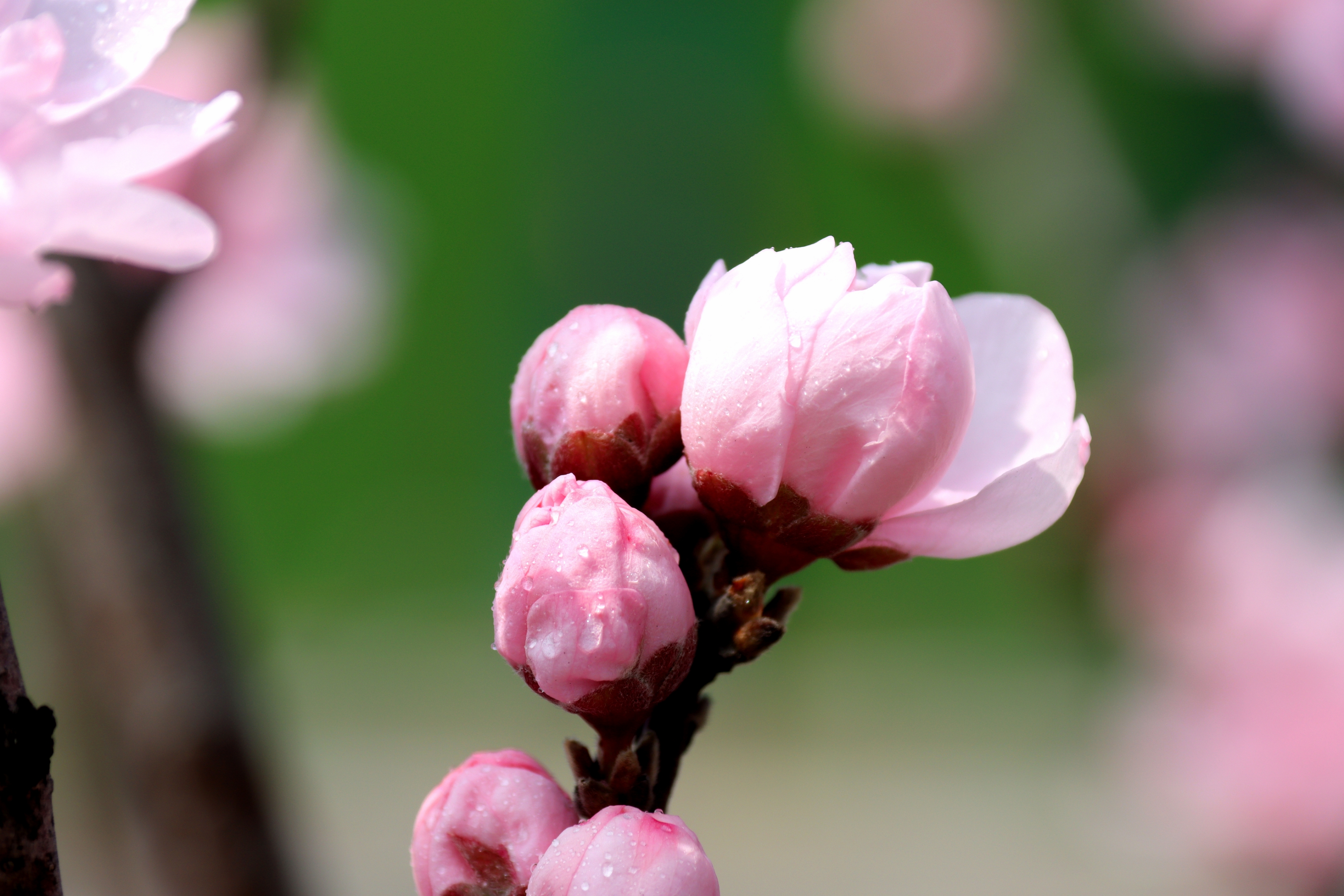 【首发】微距里的樱花