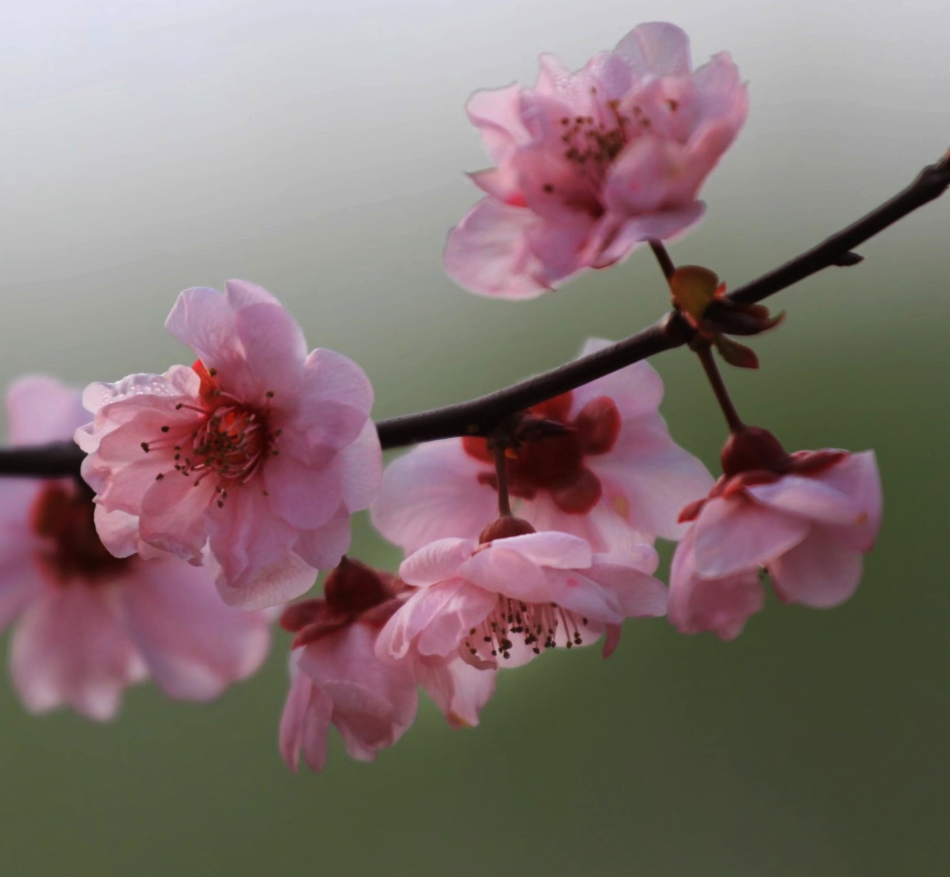 風吹花落奈何情深【首發】