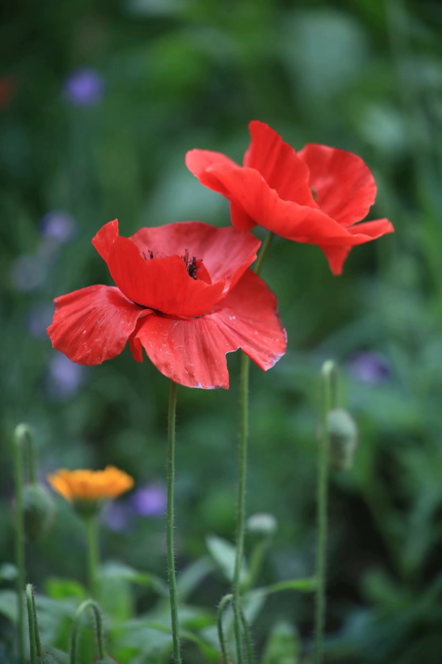 虞美人,别称:春丽花,赛牡丹,满园春.