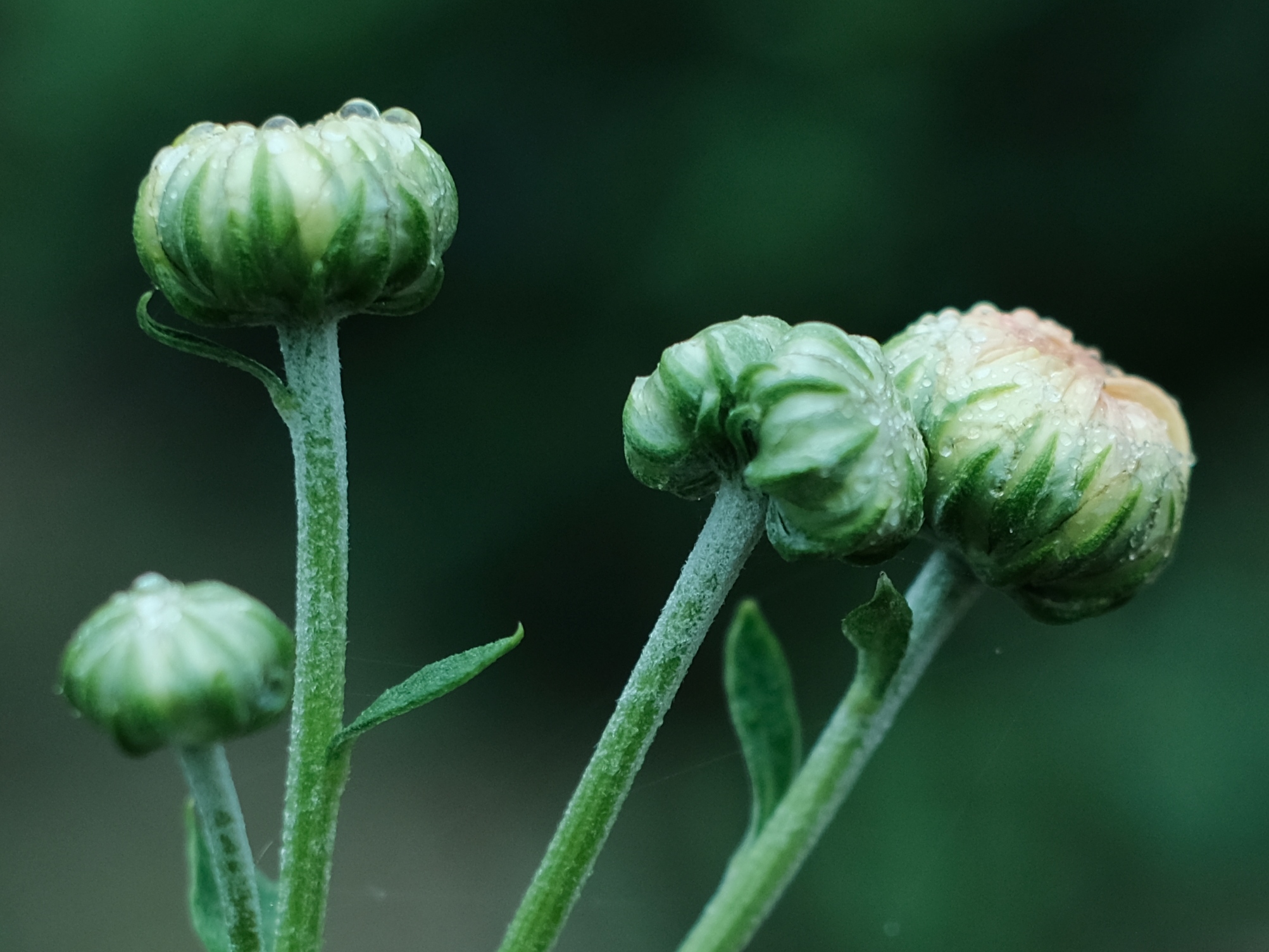 雨拍菊花花蕾