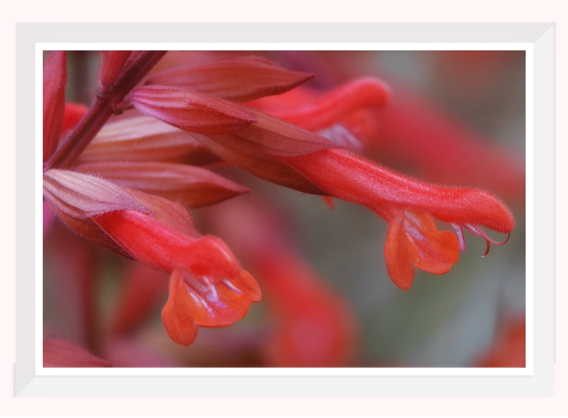 首发串红花开红似火