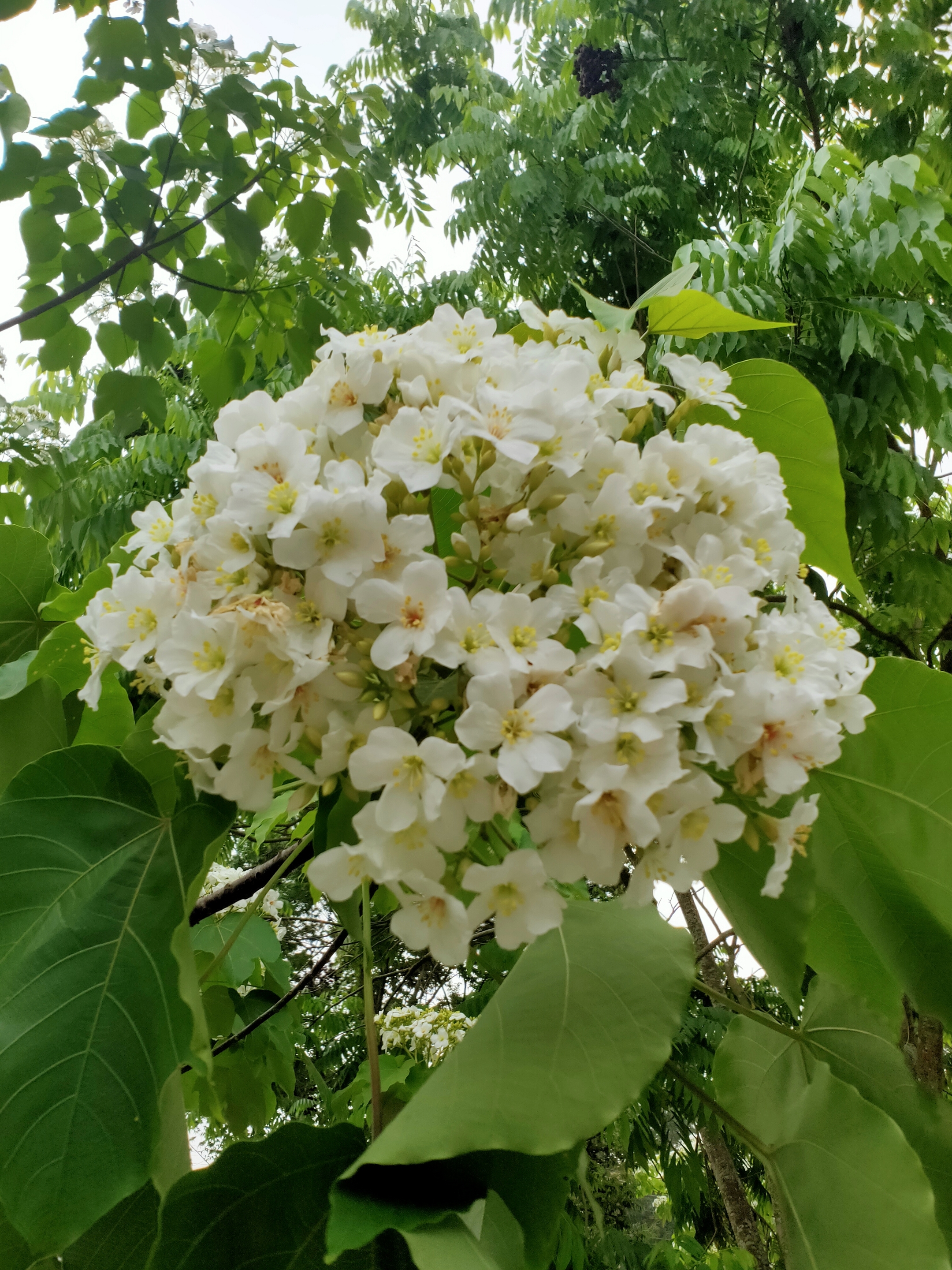 四月桐花雪(vv首发)