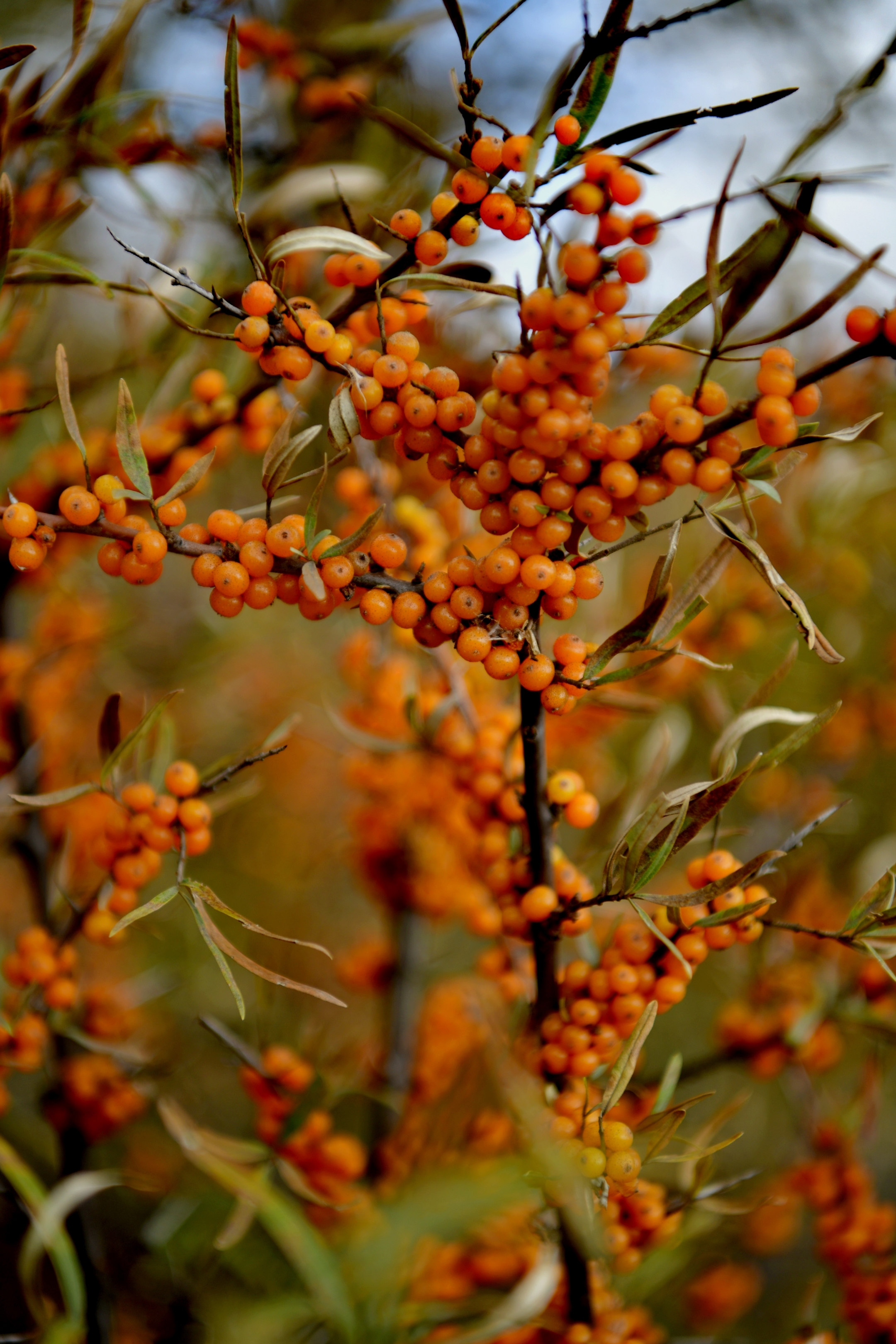 火红的沙棘果首发