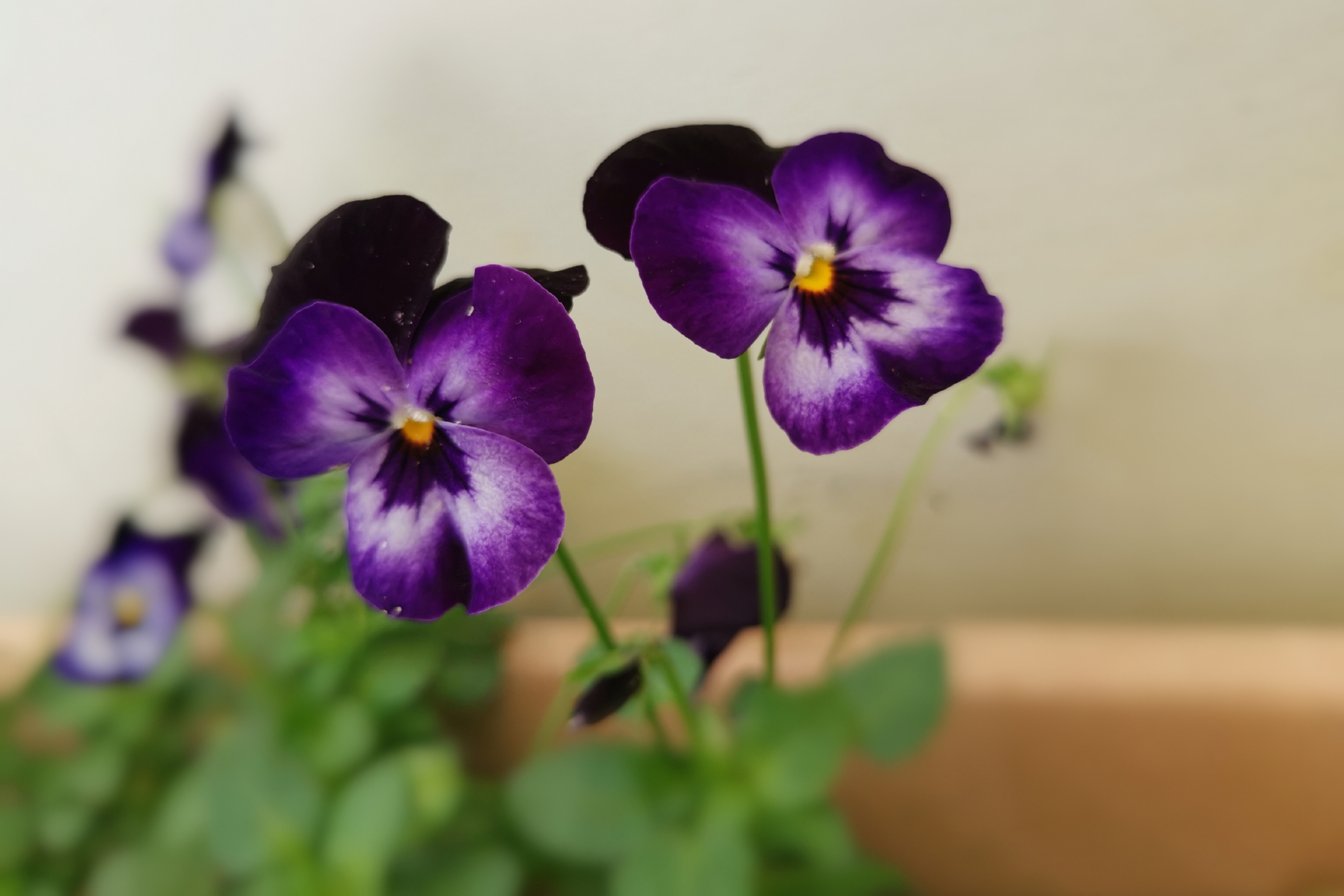 首发用镜头寻找美紫色角堇花