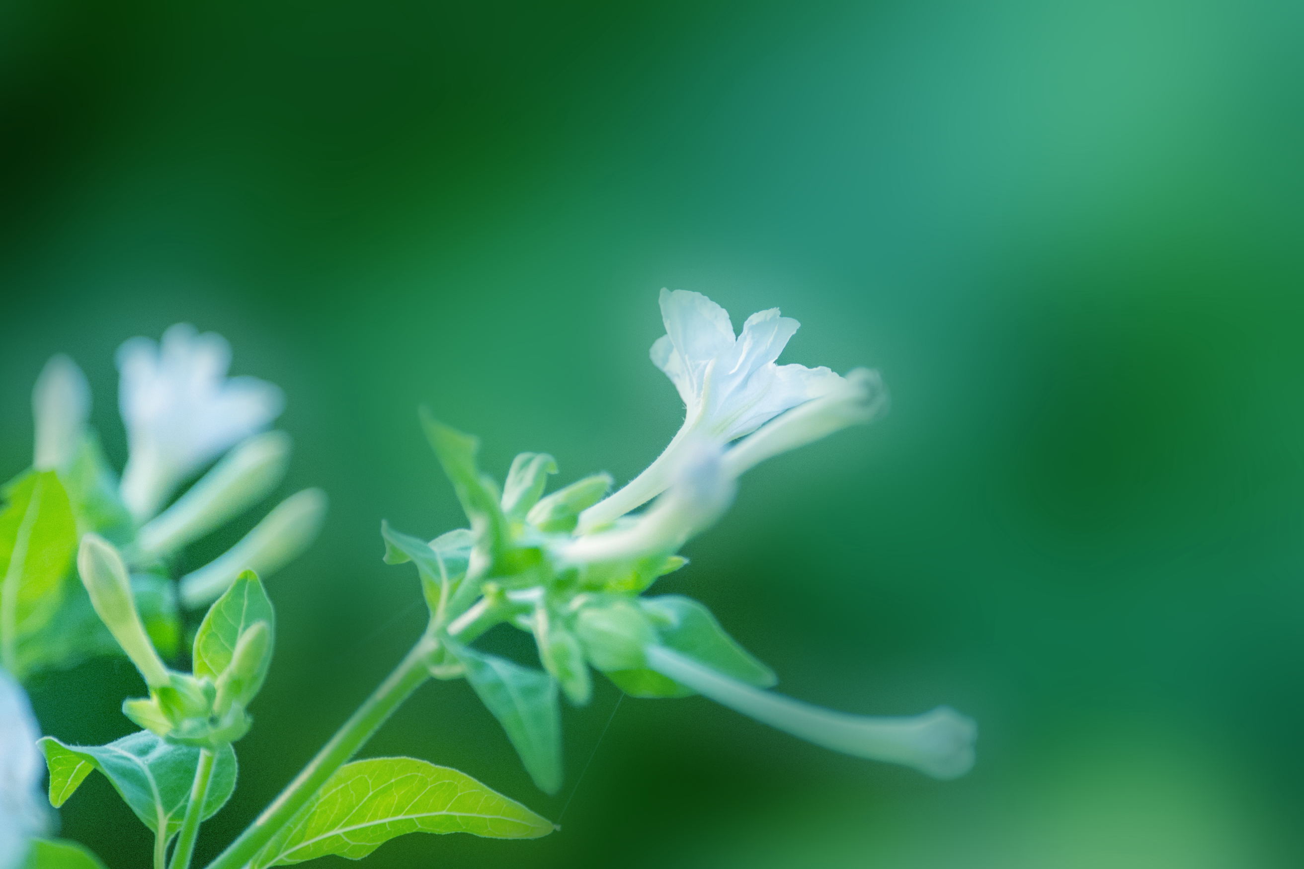 白色紫茉莉(首发)