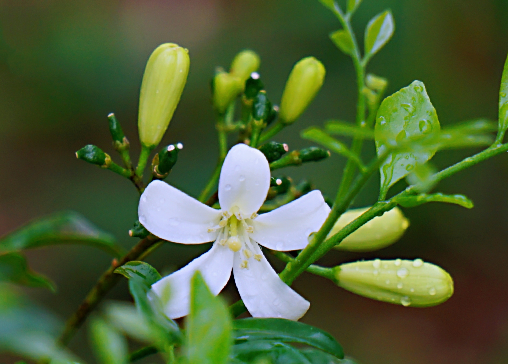 纯洁之美九里香(首发)