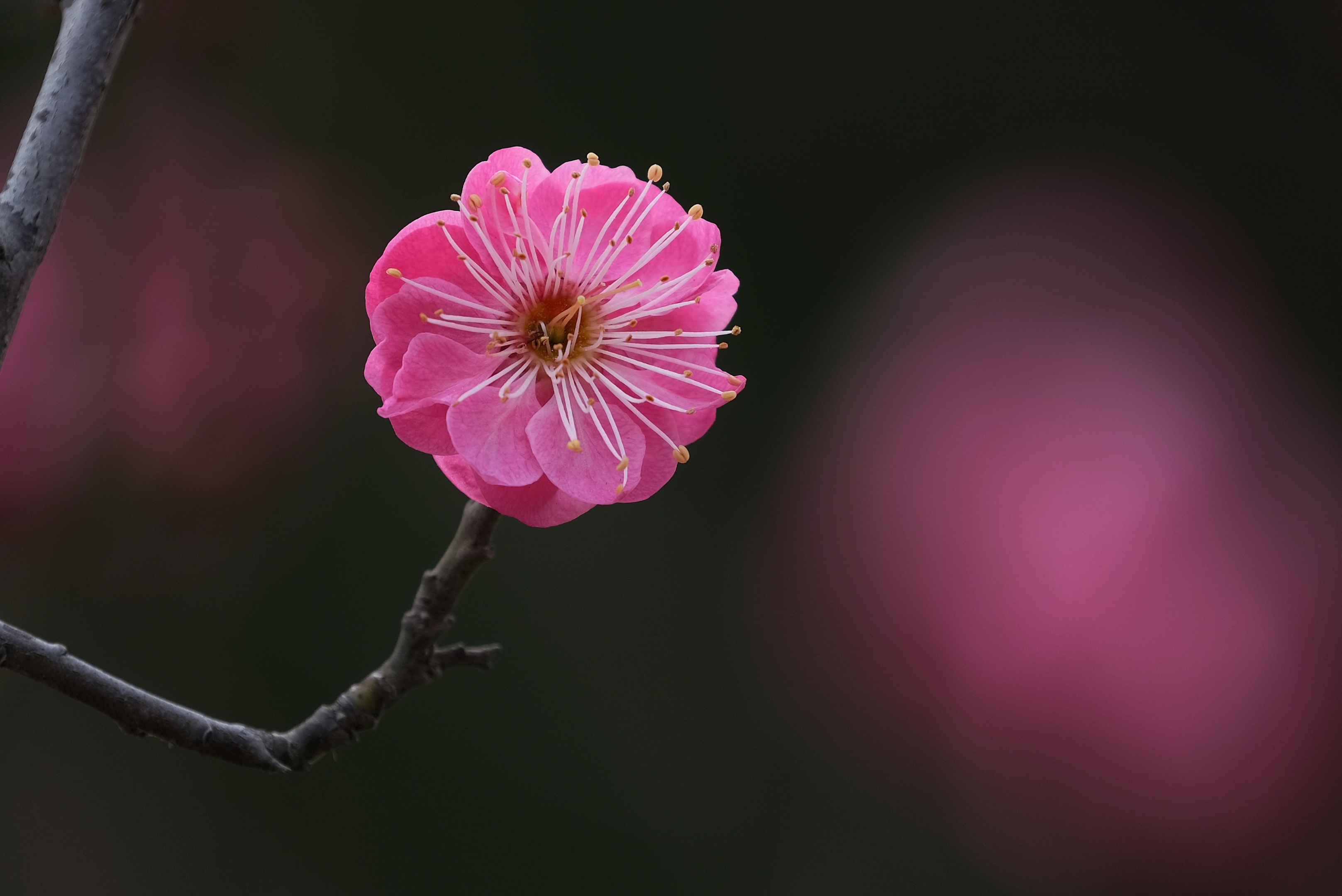 首发 梅花开了