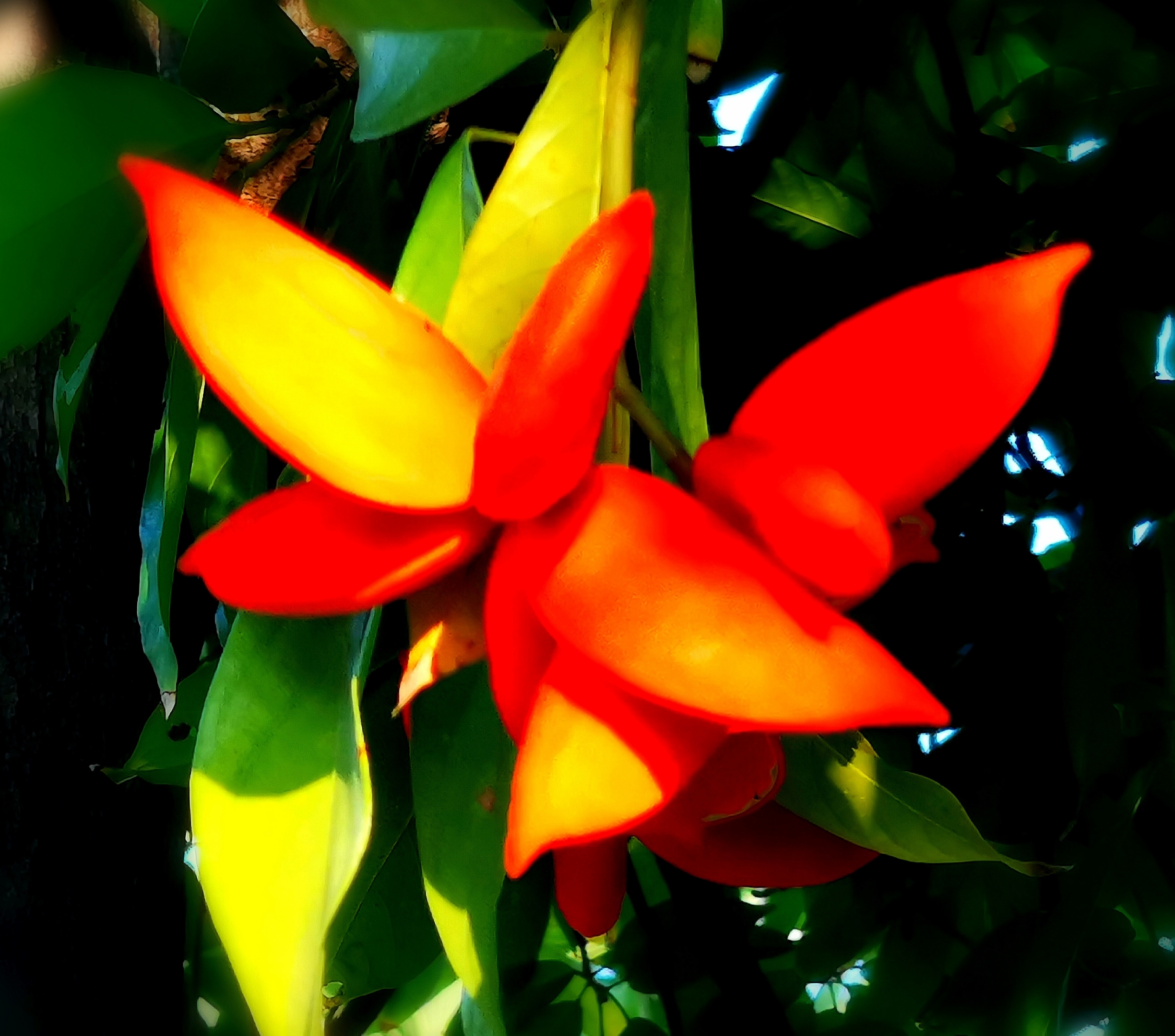 拉丁名:sterculia lanceolata                    梧桐科  苹婆属