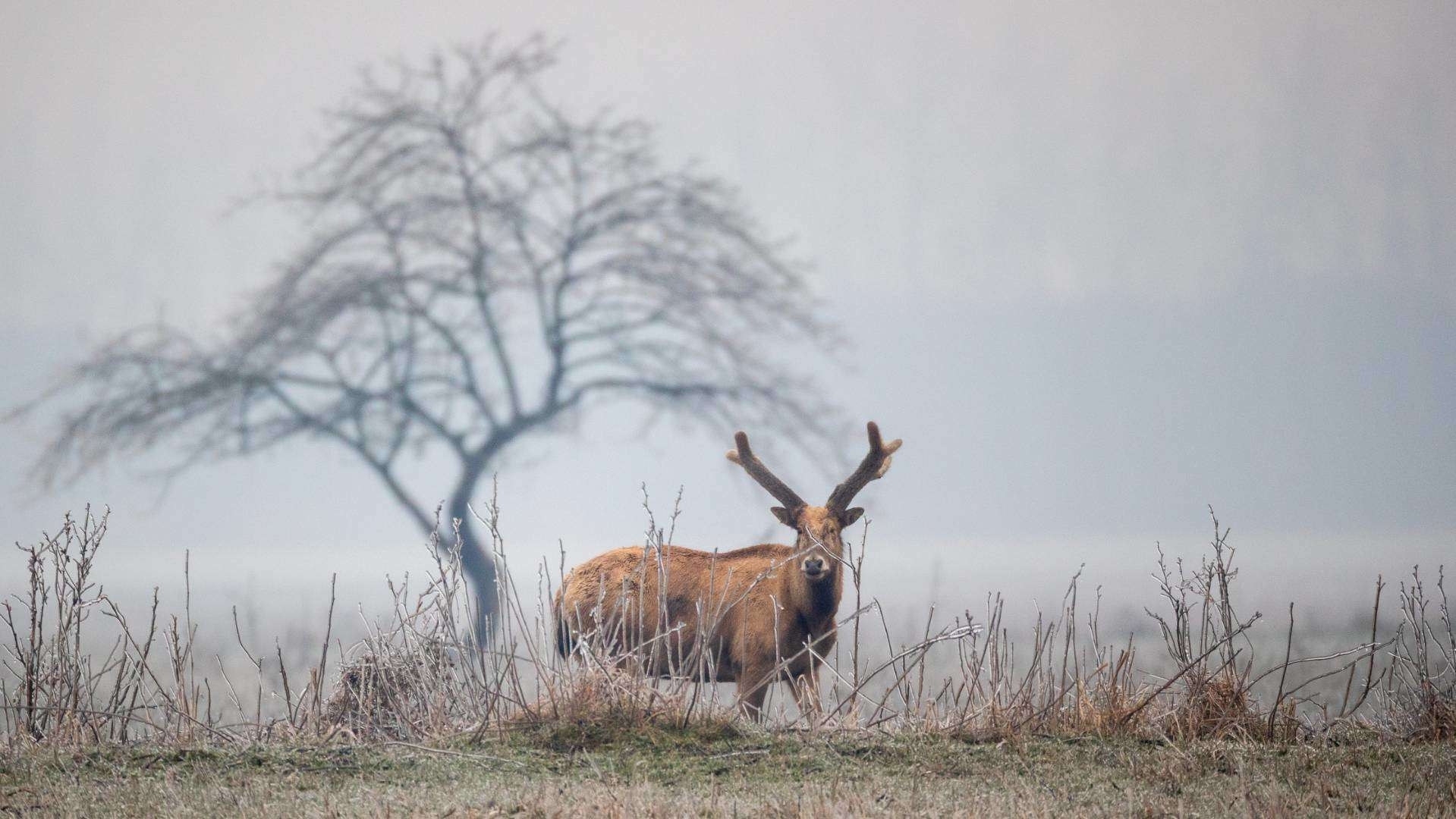 自然与和谐 2019.2.10拍摄于石首麋鹿国家级自然保护区.