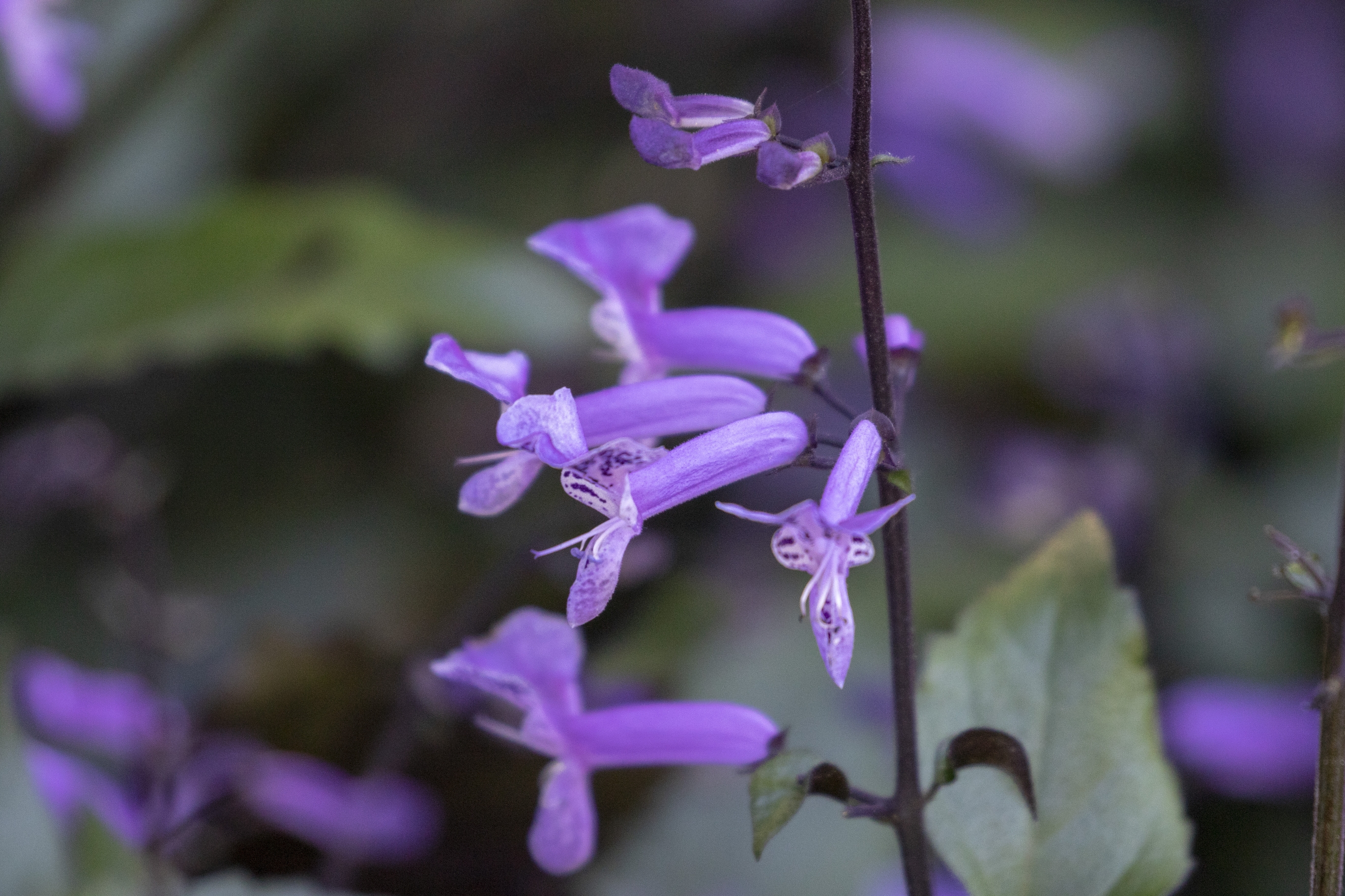 莫娜紫香茶菜vv首发