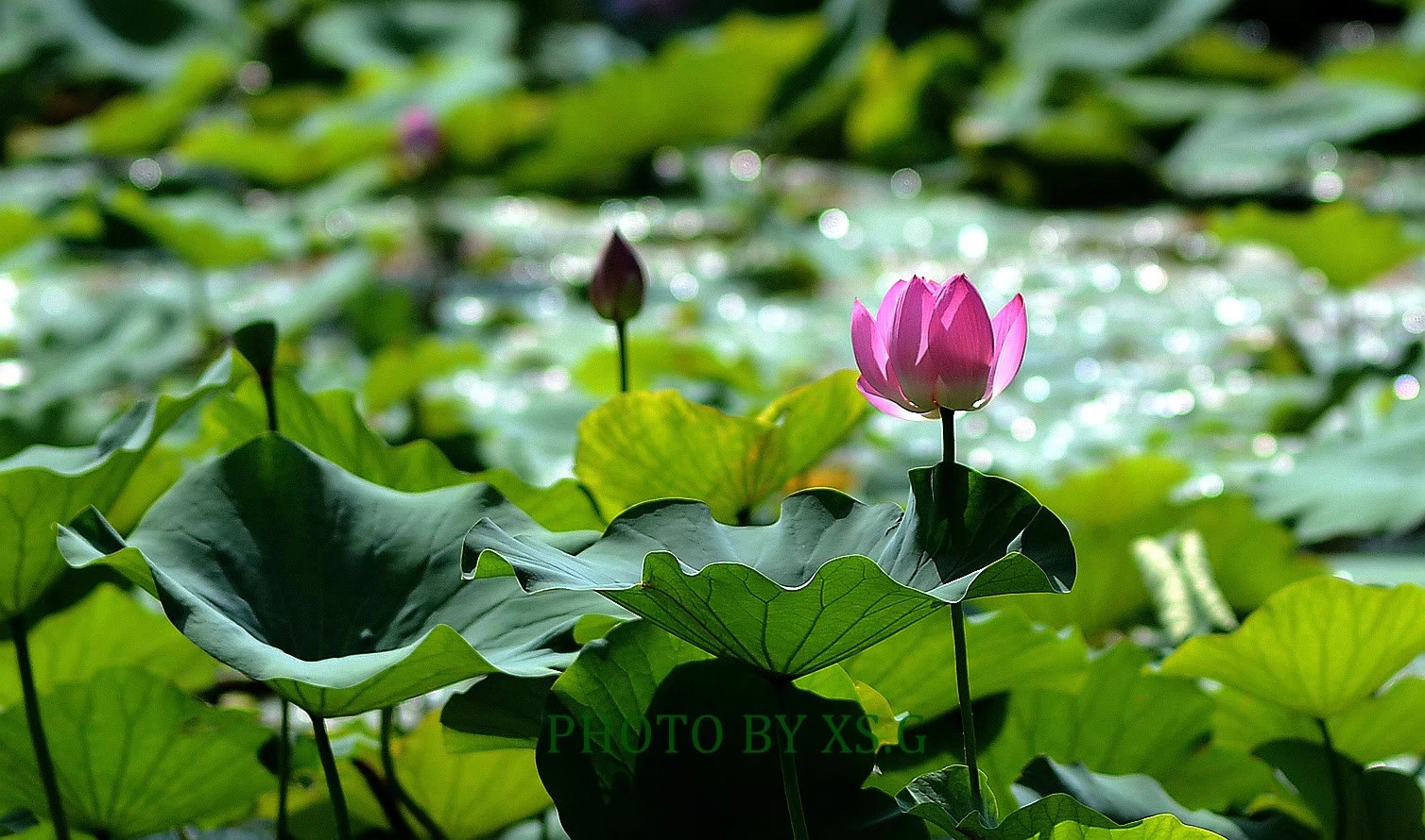 荷塘月色醉心瞳,雾锁清池妙景朦.