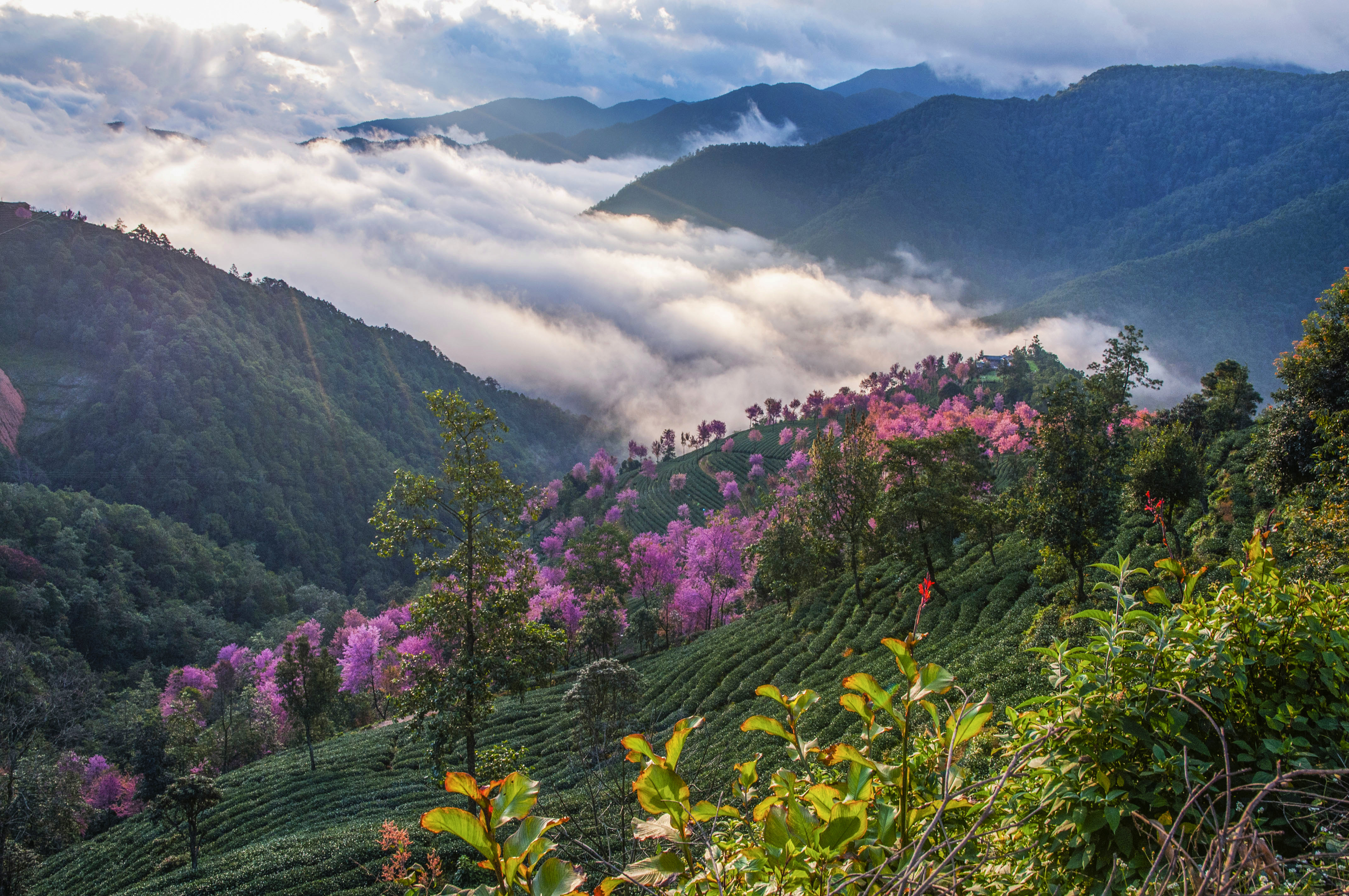 南澗櫻花谷.層層綠色的茶山,點綴著粉紅的冬櫻花.