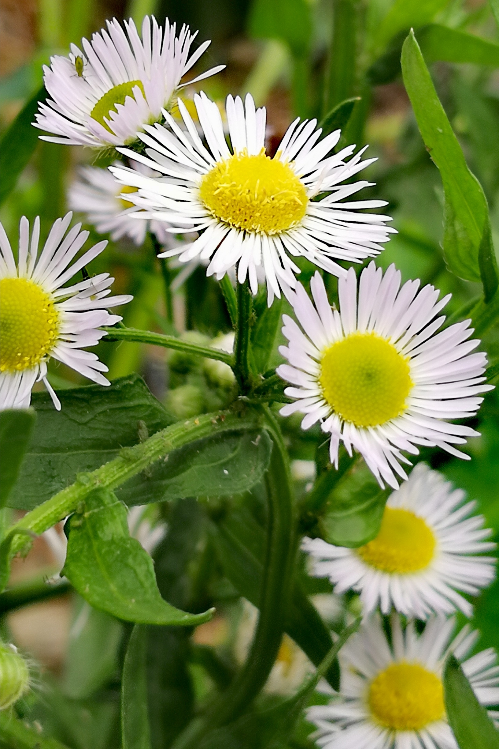 一年蓬摄影原创首发