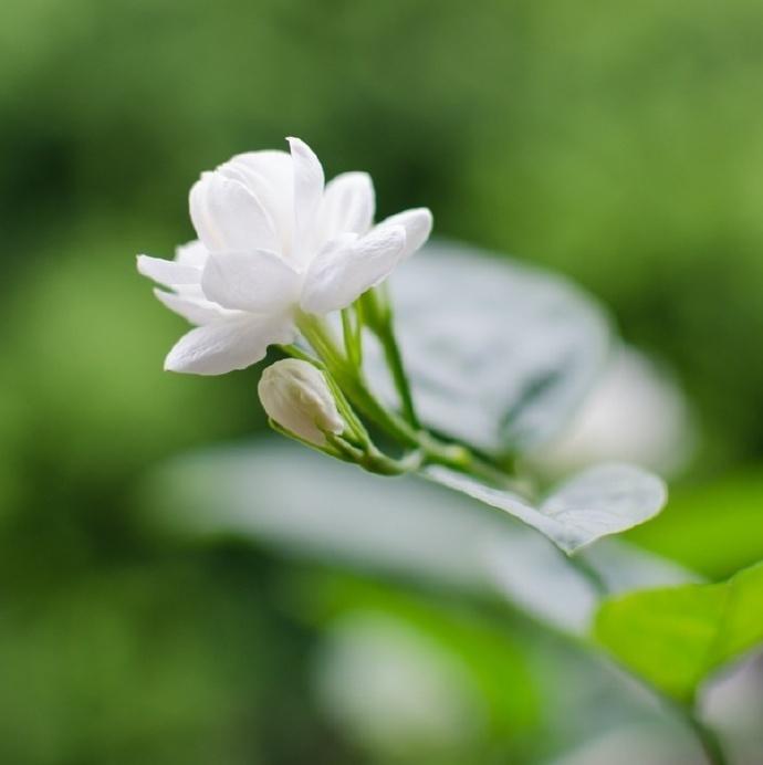 【原创首发】清雅久远迷人醉/葱翠润泽衬花香