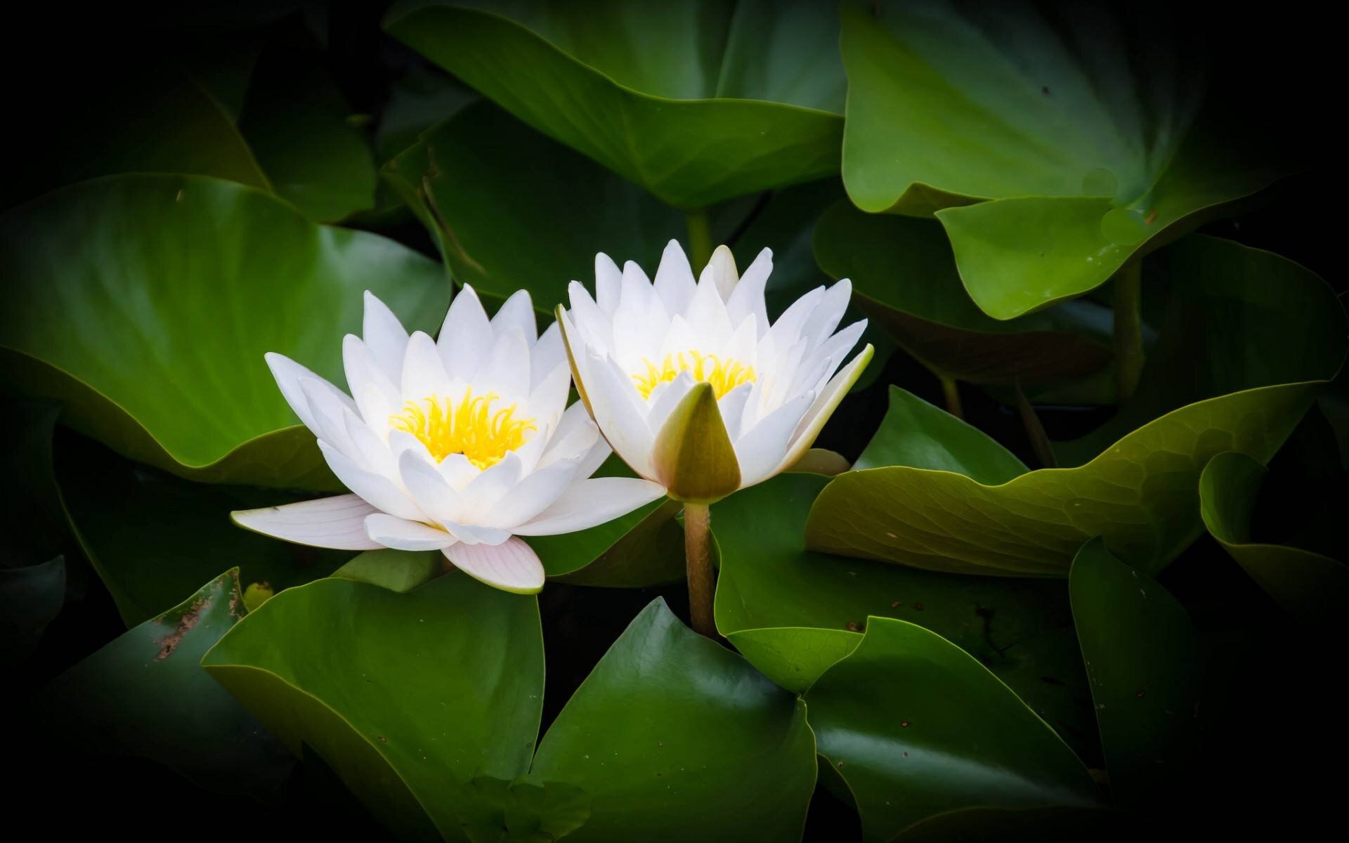 首发楚楚动人的白莲花