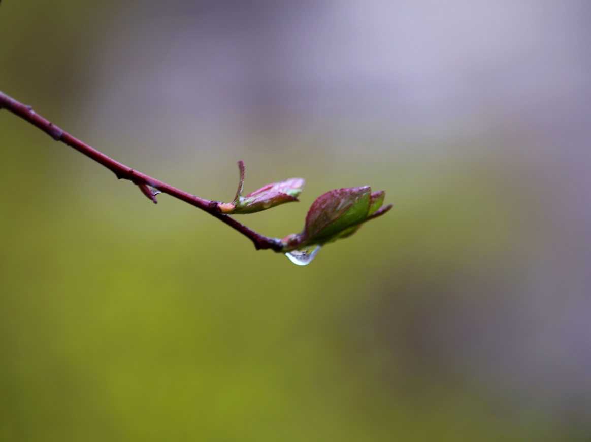 雨中小花
