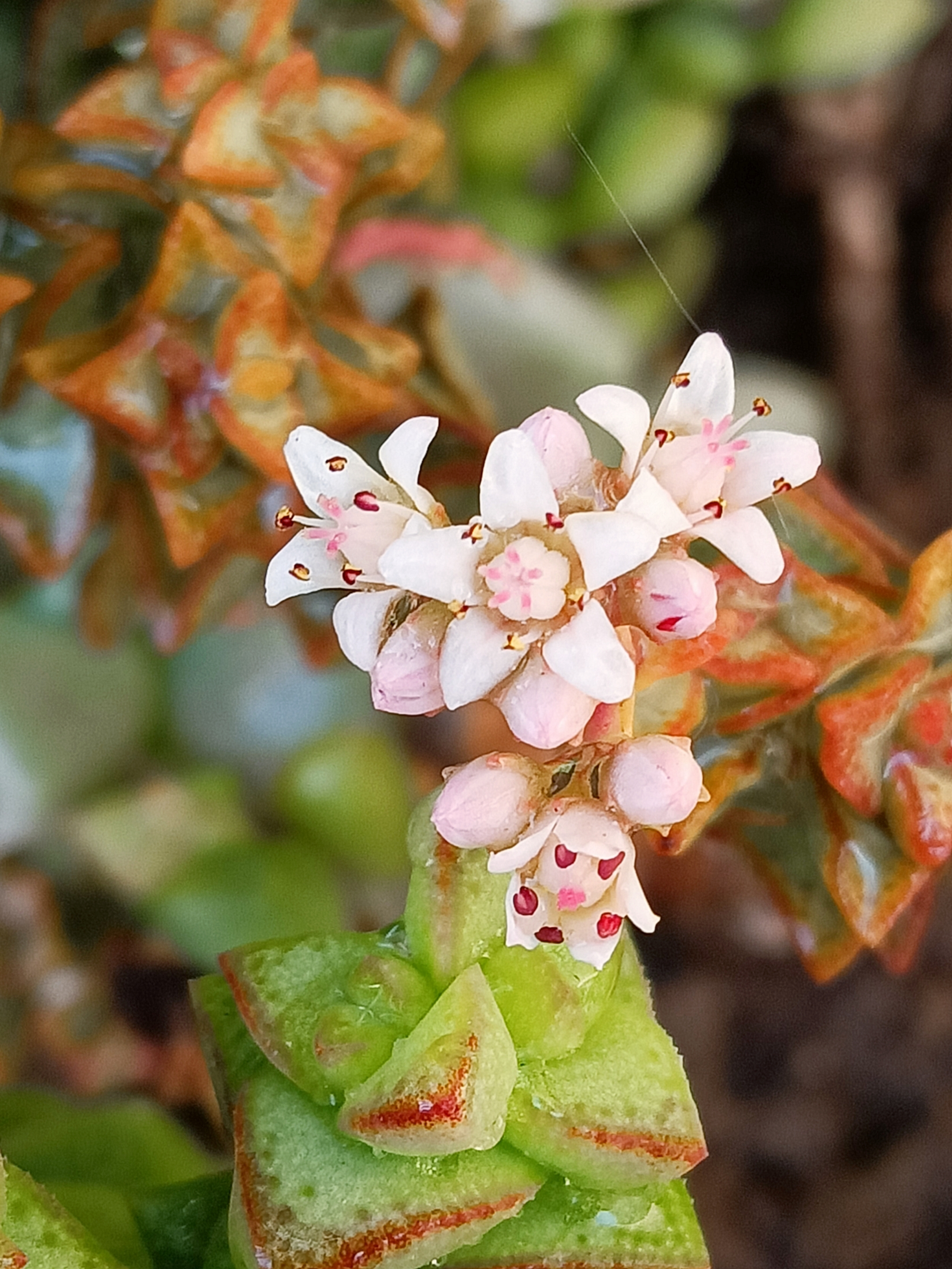 小米星开花了首发