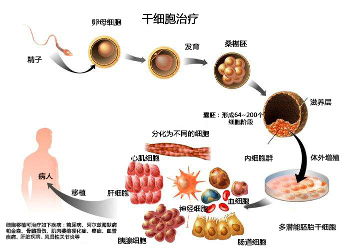 (3)诱导多能干细胞(ips细胞):2006年,日本京都大学山中伸弥教授肠功